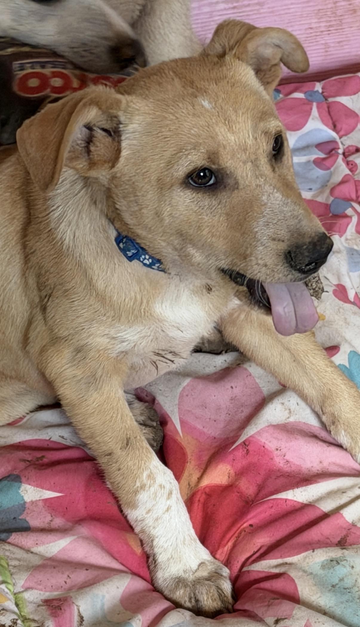 Enlarge Waylen, a ADOPTABLE mixed breed in Gilbert, AZ image 5/6