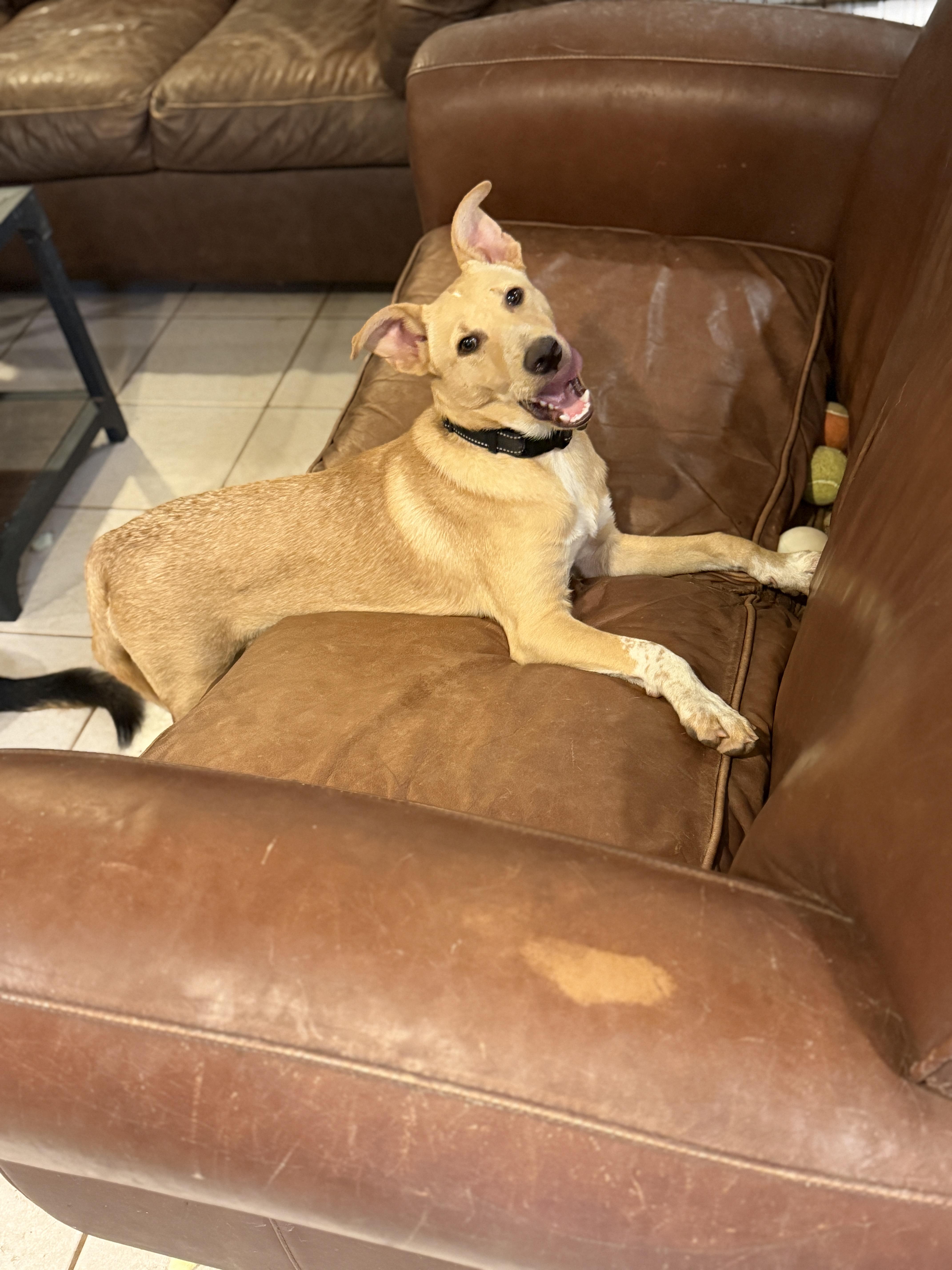 Waylen, a ADOPTABLE mixed breed in Gilbert, AZ image 6/6