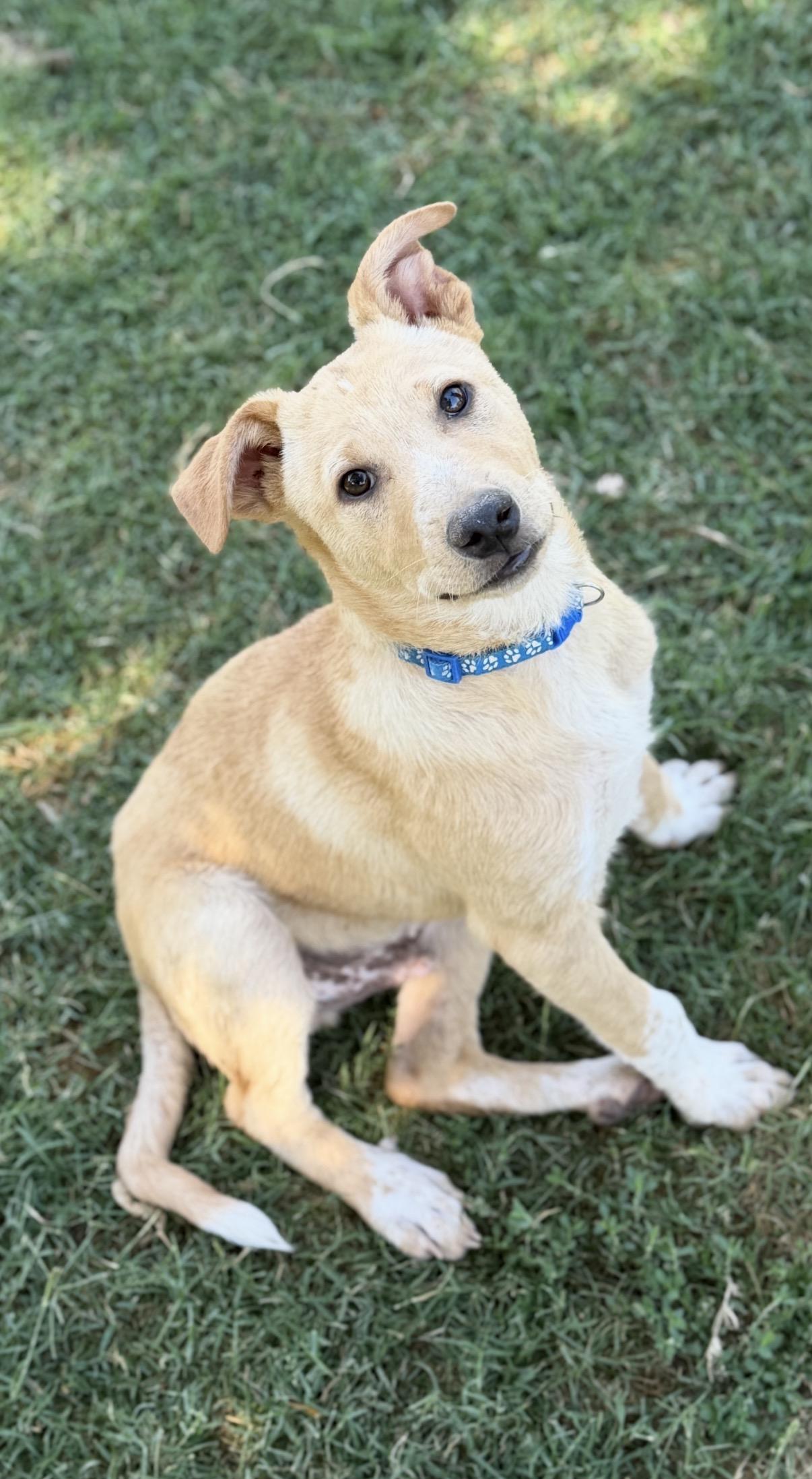 Waylen, a ADOPTABLE mixed breed in Gilbert, AZ image 1/6