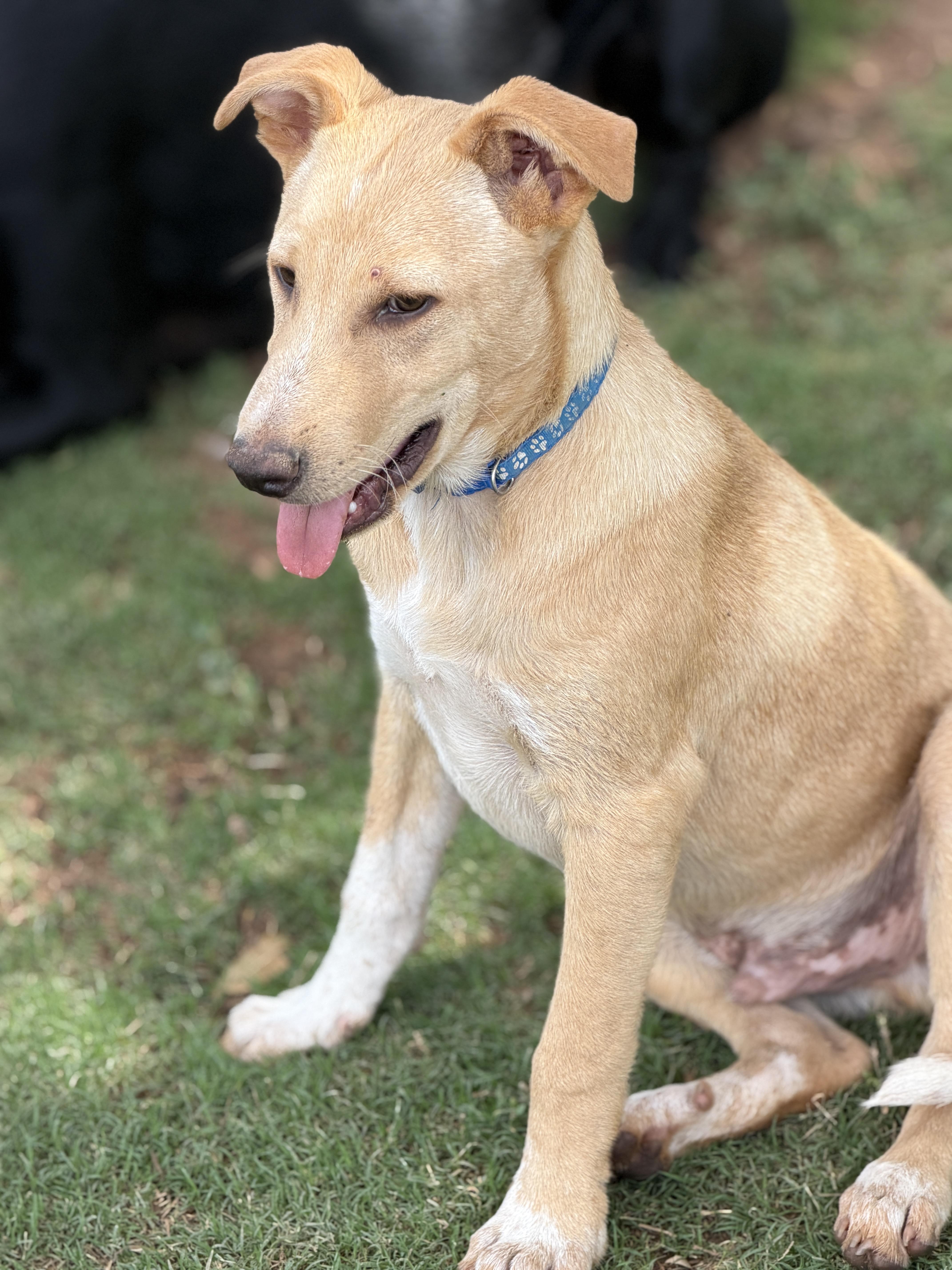 Enlarge Waylen, a ADOPTABLE mixed breed in Gilbert, AZ image 3/6