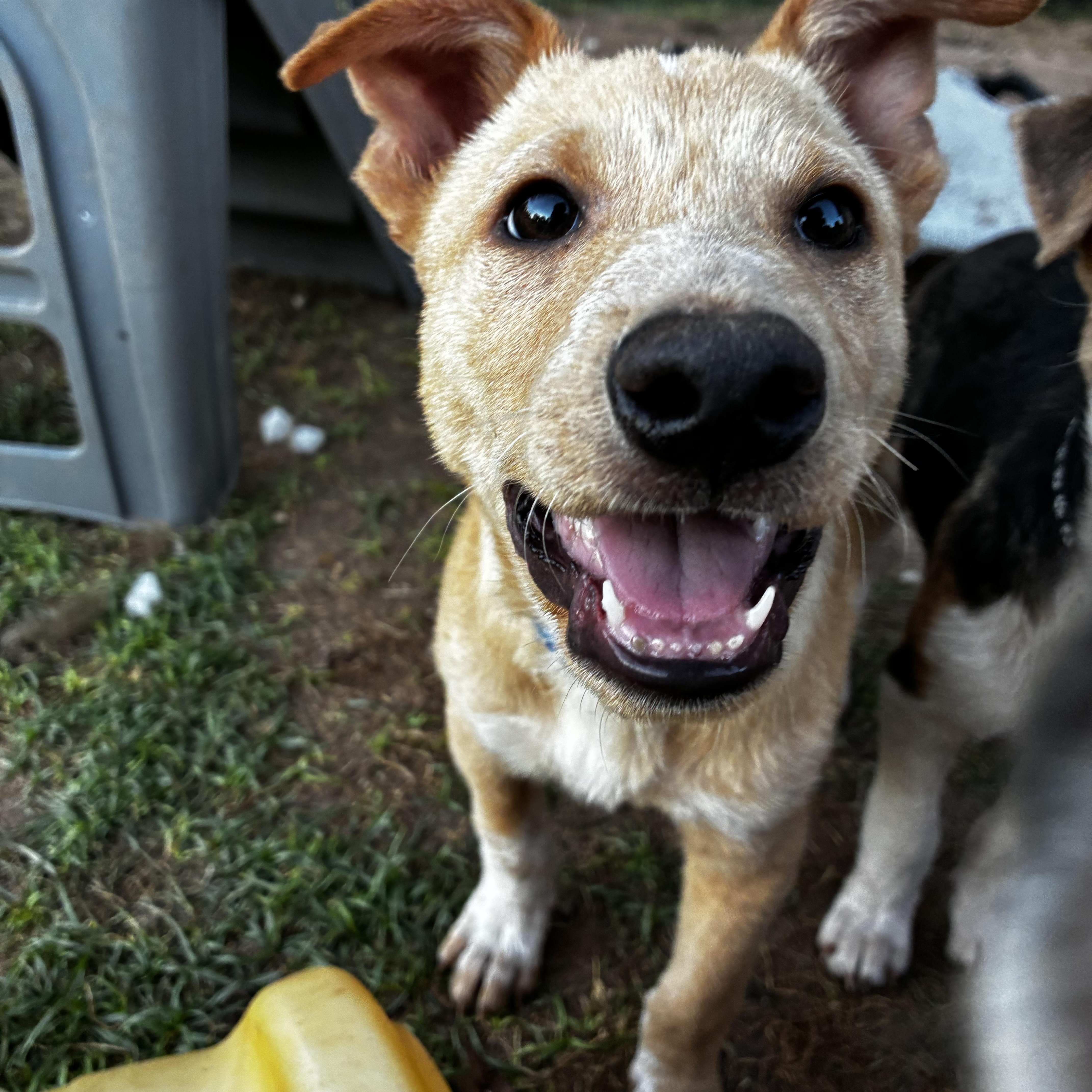 Enlarge Waylen, a ADOPTABLE mixed breed in Gilbert, AZ image 6/6