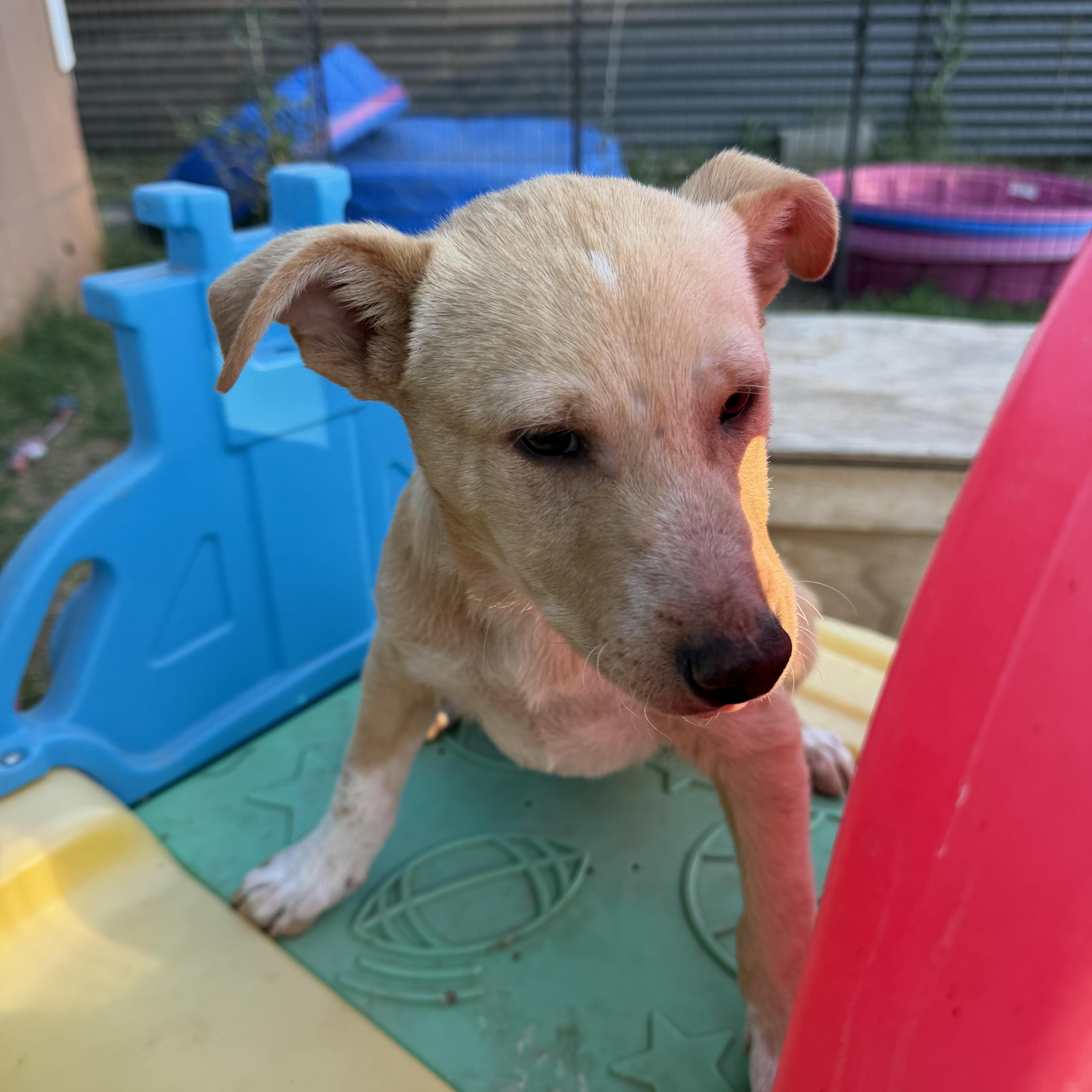 Enlarge Waylen, a ADOPTABLE mixed breed in Gilbert, AZ image 4/6