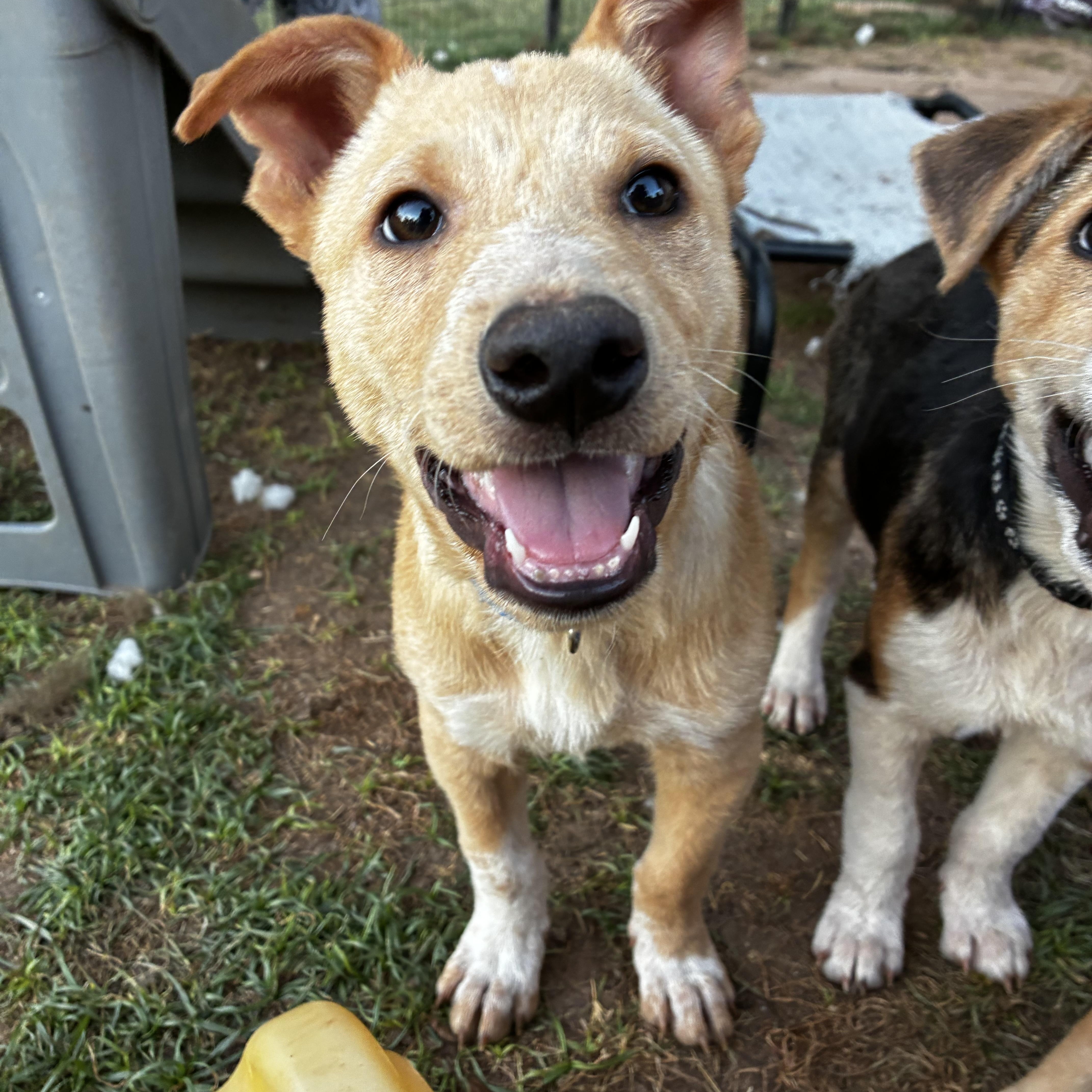 Waylen, ADOPTABLE, Puppy Male Chiweenie & Carolina Dog.