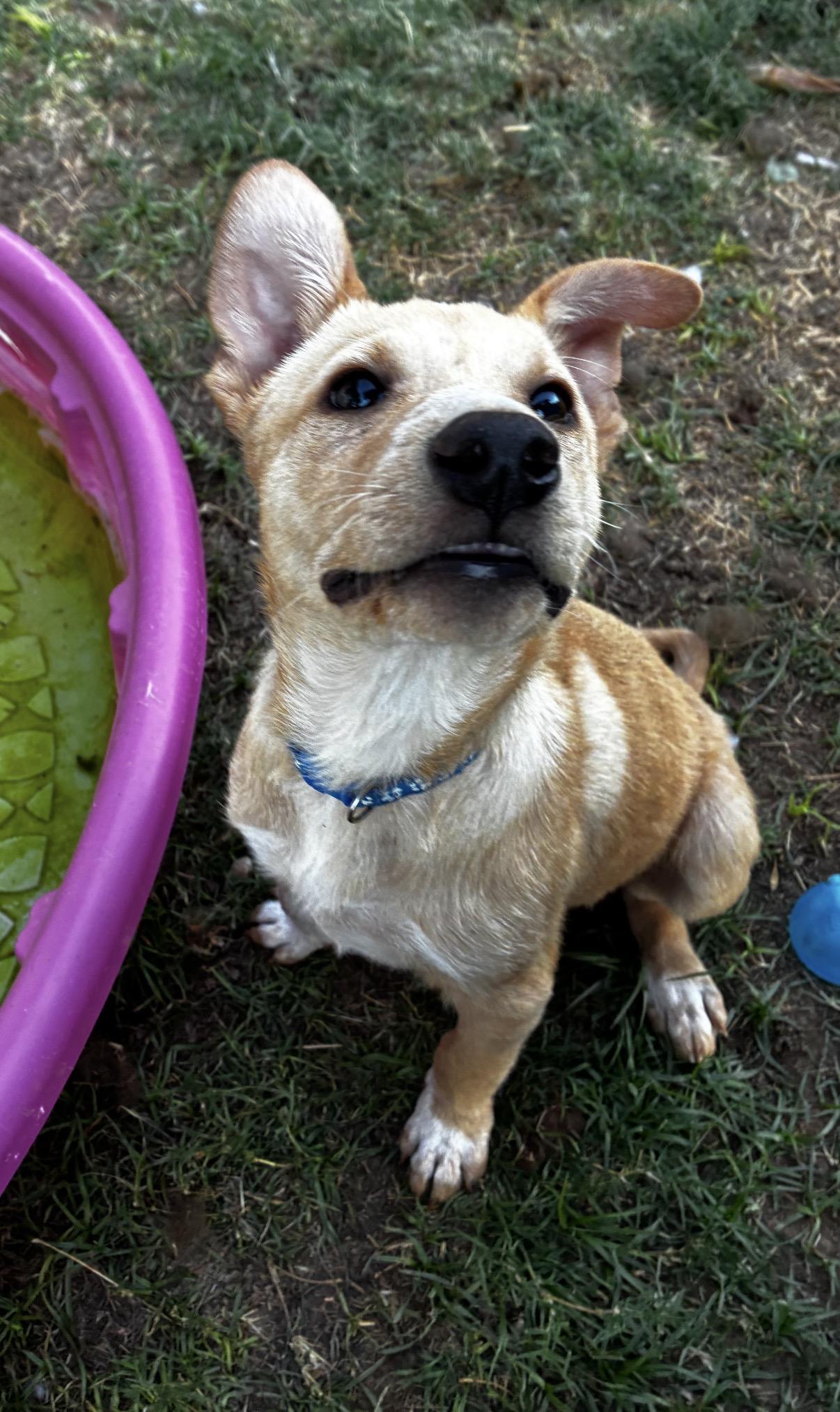 Enlarge Waylen, a ADOPTABLE mixed breed in Gilbert, AZ image 5/6