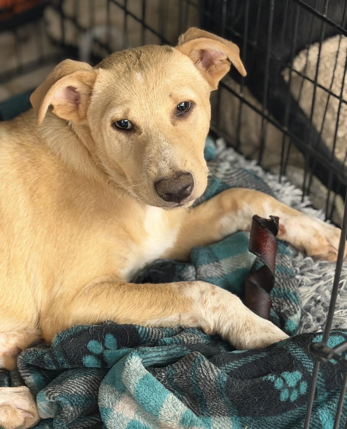 Waylen, a ADOPTABLE mixed breed in Gilbert, AZ image 2/6