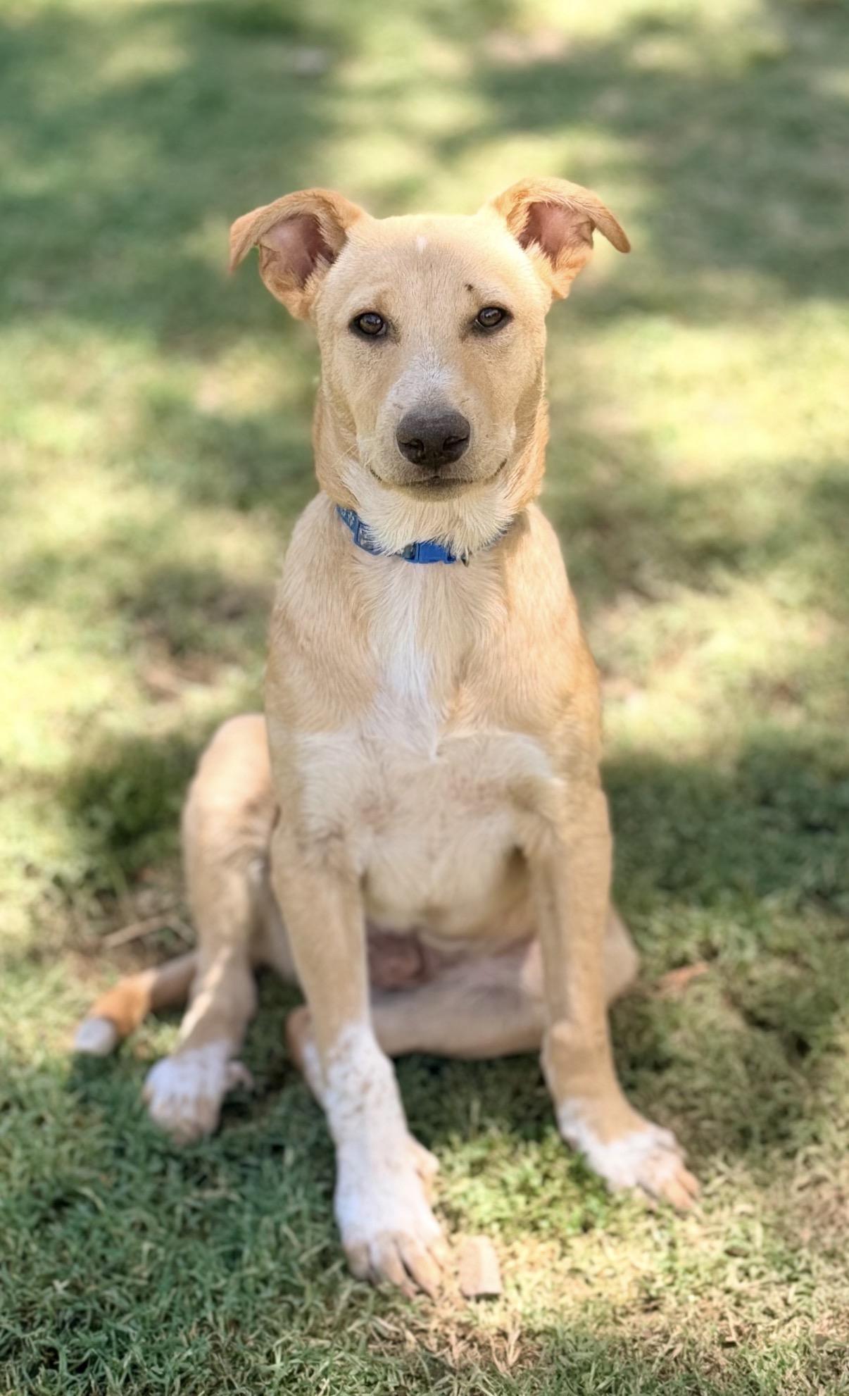Waylen, ADOPTABLE, Puppy Male Parson Russell Terrier & Labrador Retriever.