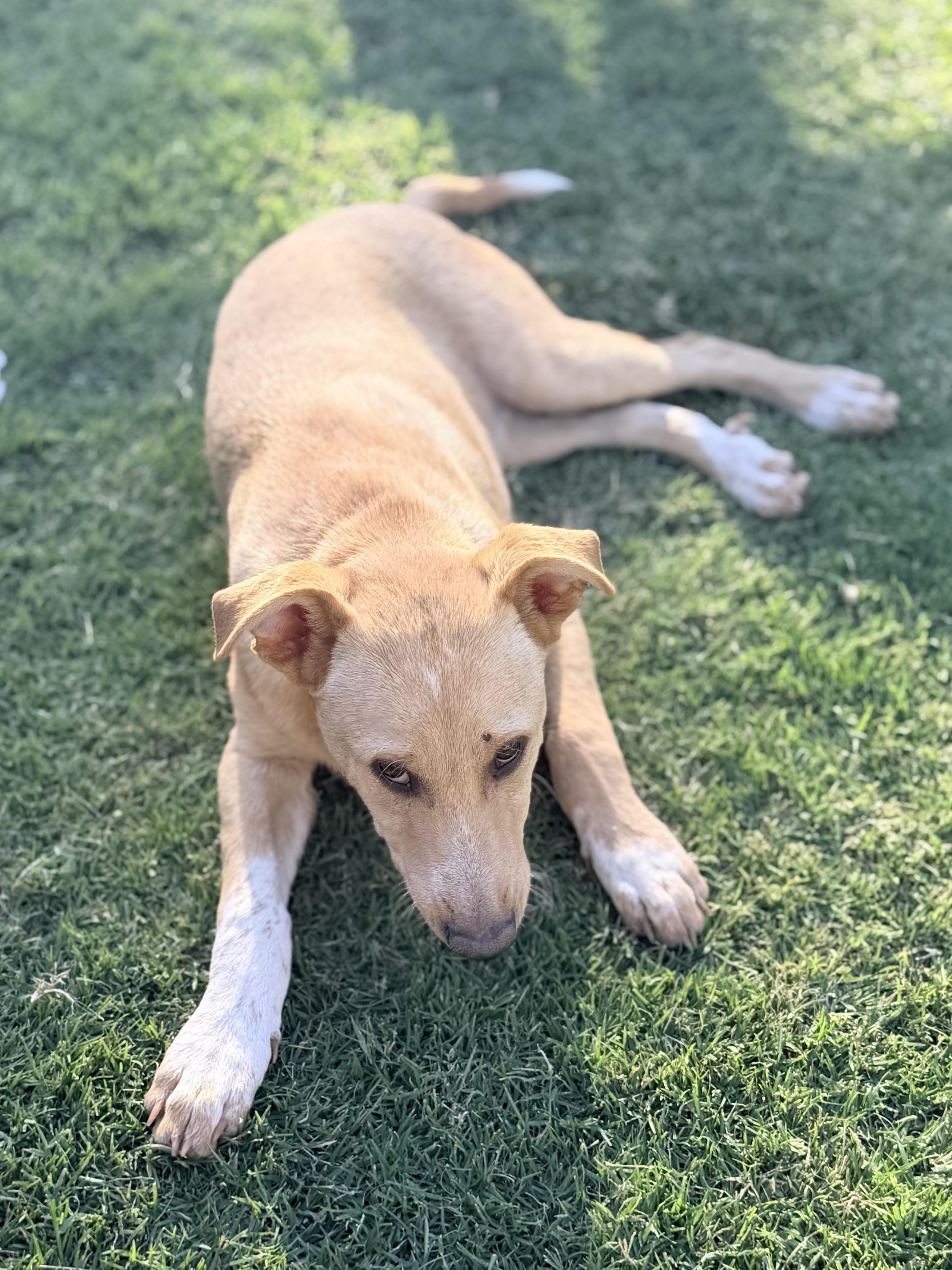 Enlarge Waylen, a ADOPTABLE mixed breed in Gilbert, AZ image 6/6