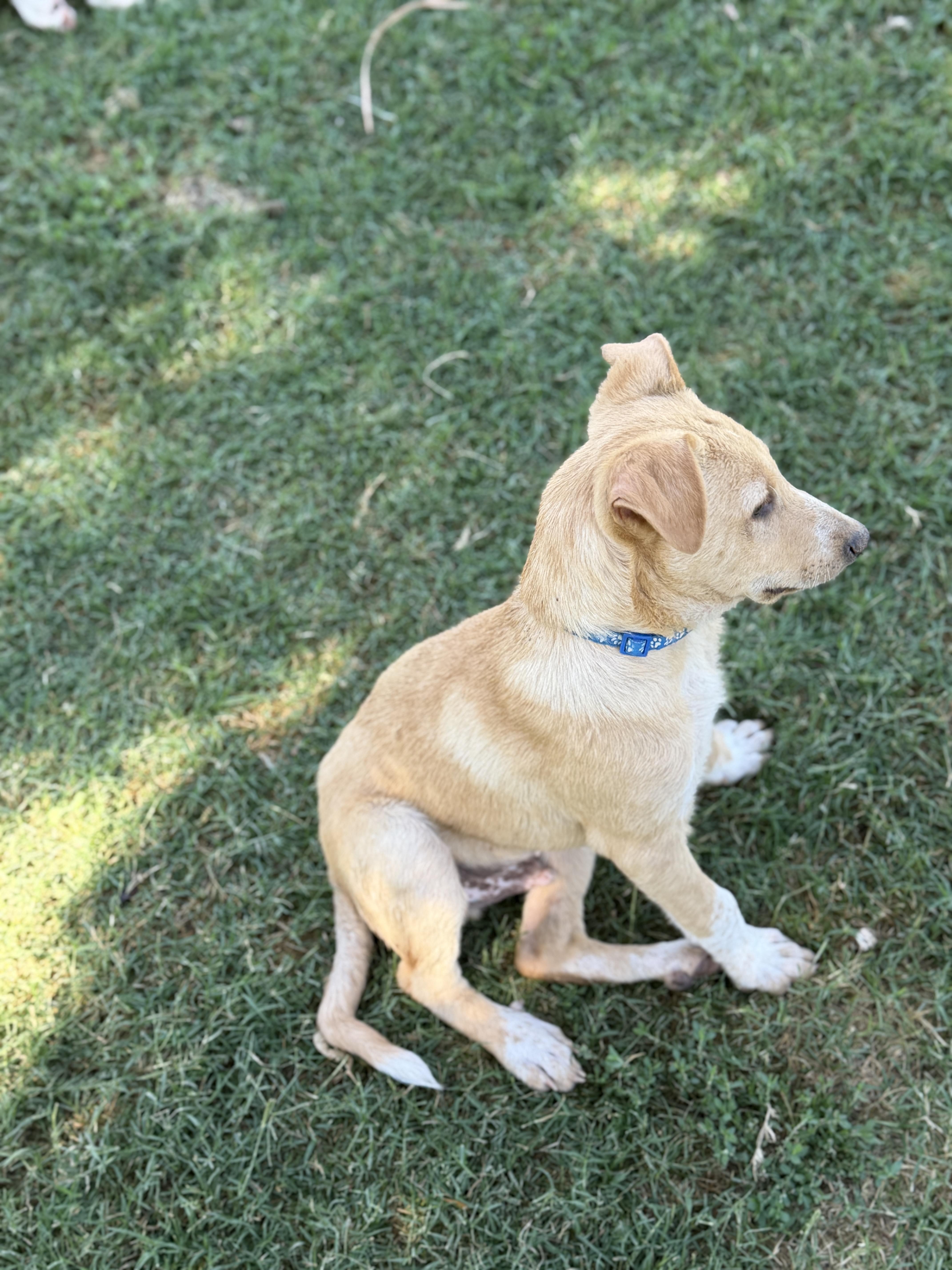 Waylen, a ADOPTABLE mixed breed in Gilbert, AZ image 4/6