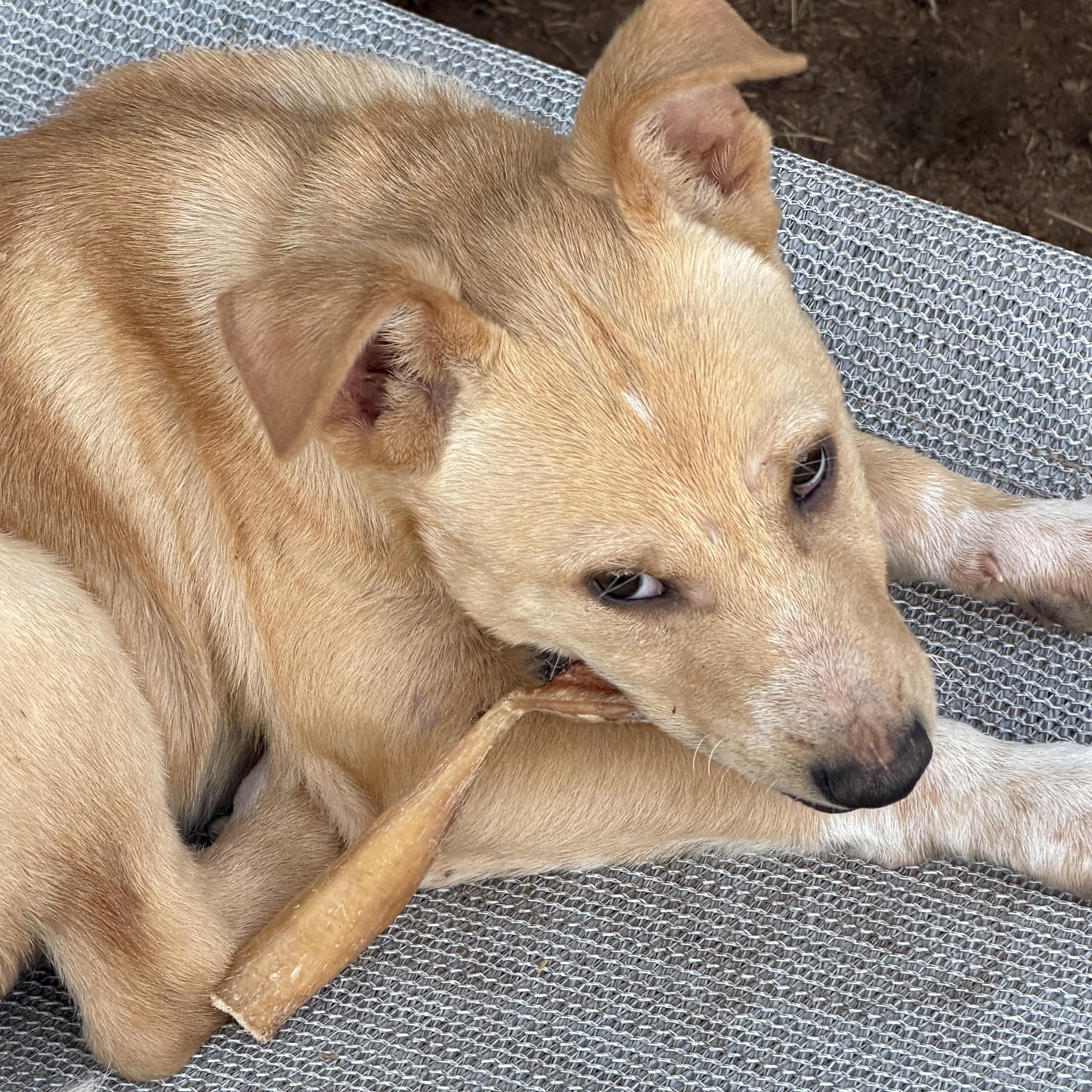 Enlarge Waylen, a ADOPTABLE mixed breed in Gilbert, AZ image 3/6