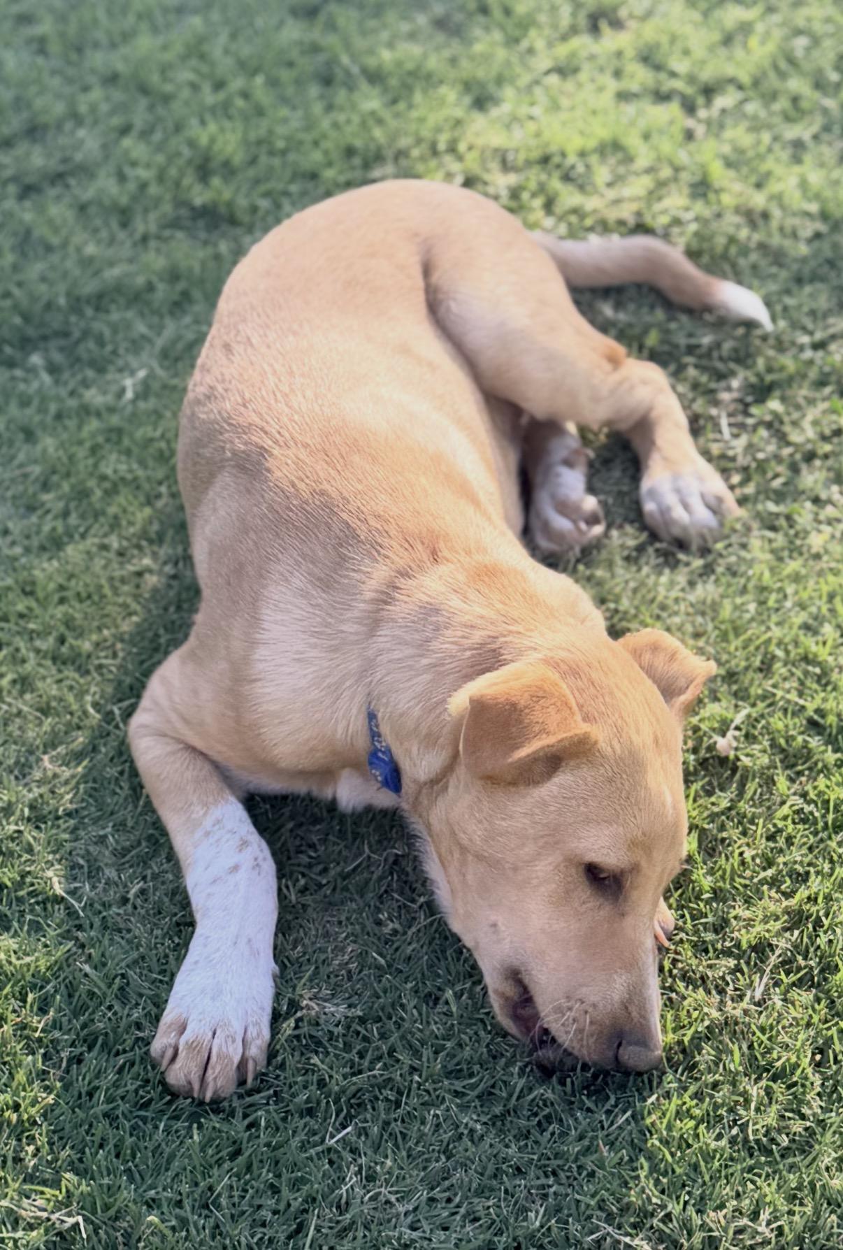 Waylen, a ADOPTABLE mixed breed in Gilbert, AZ image 5/6