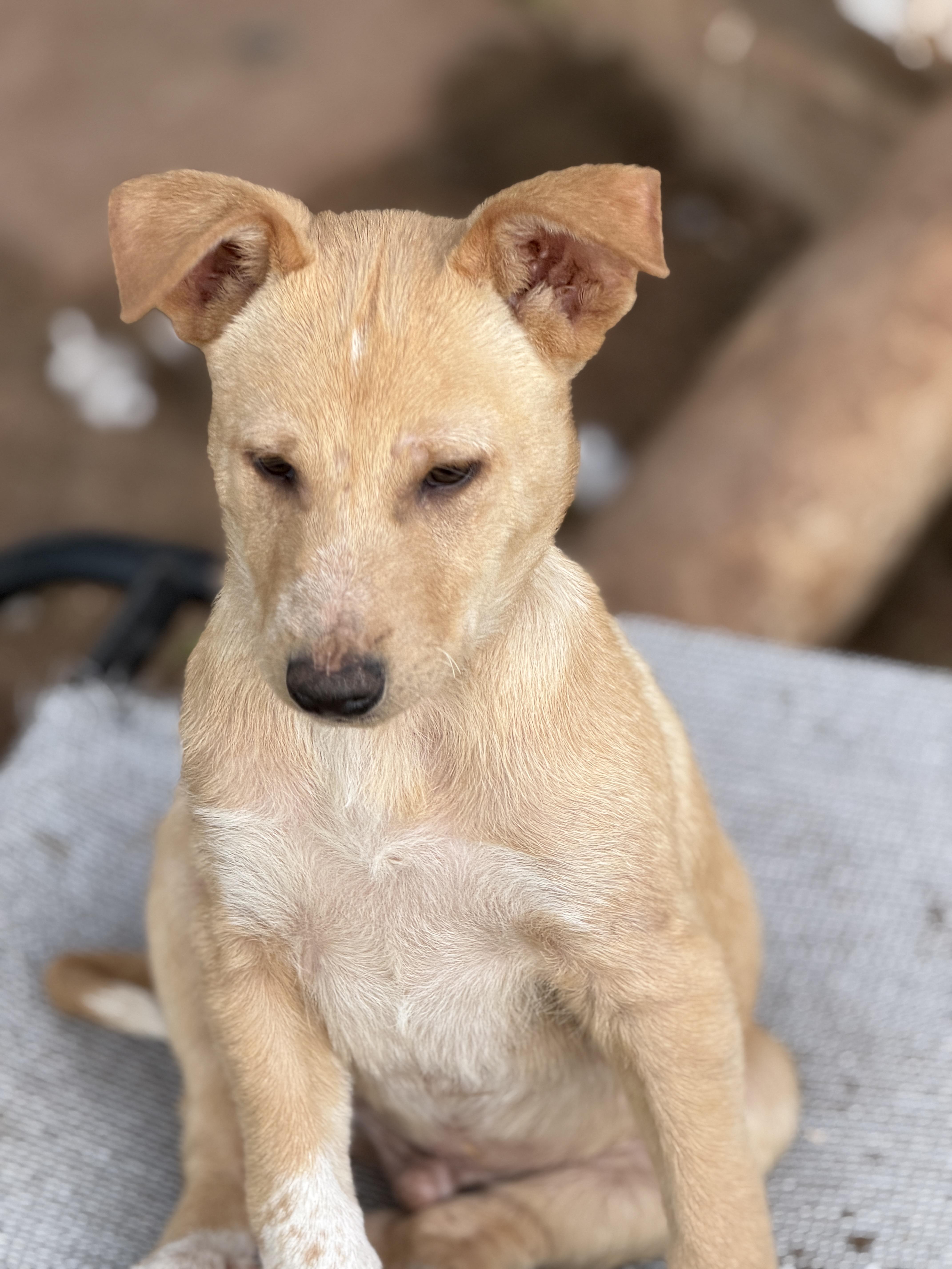 Enlarge Waylen, a ADOPTABLE mixed breed in Gilbert, AZ image 2/6