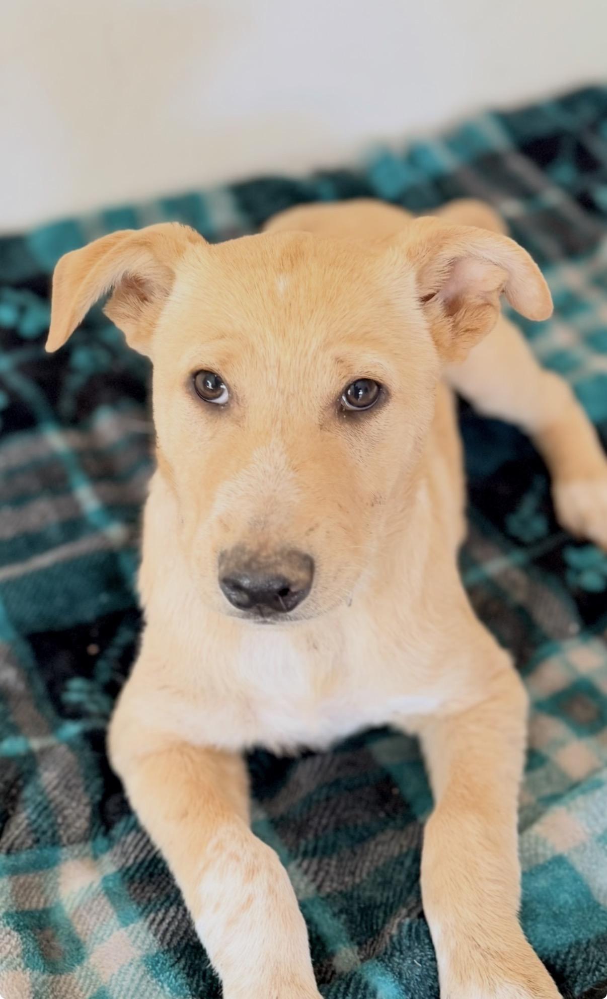 Enlarge Waylen, a ADOPTABLE mixed breed in Gilbert, AZ image 1/6