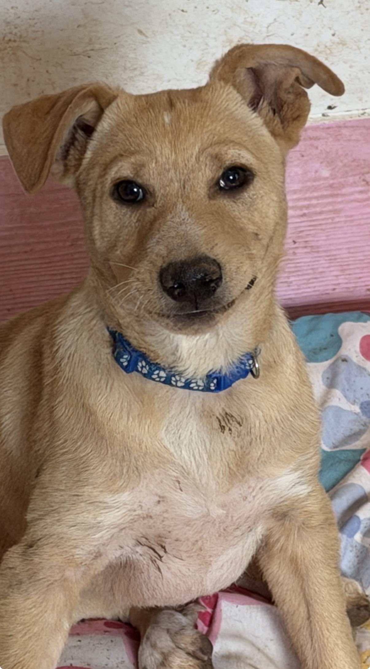 Enlarge Waylen, a ADOPTABLE mixed breed in Gilbert, AZ image 4/6