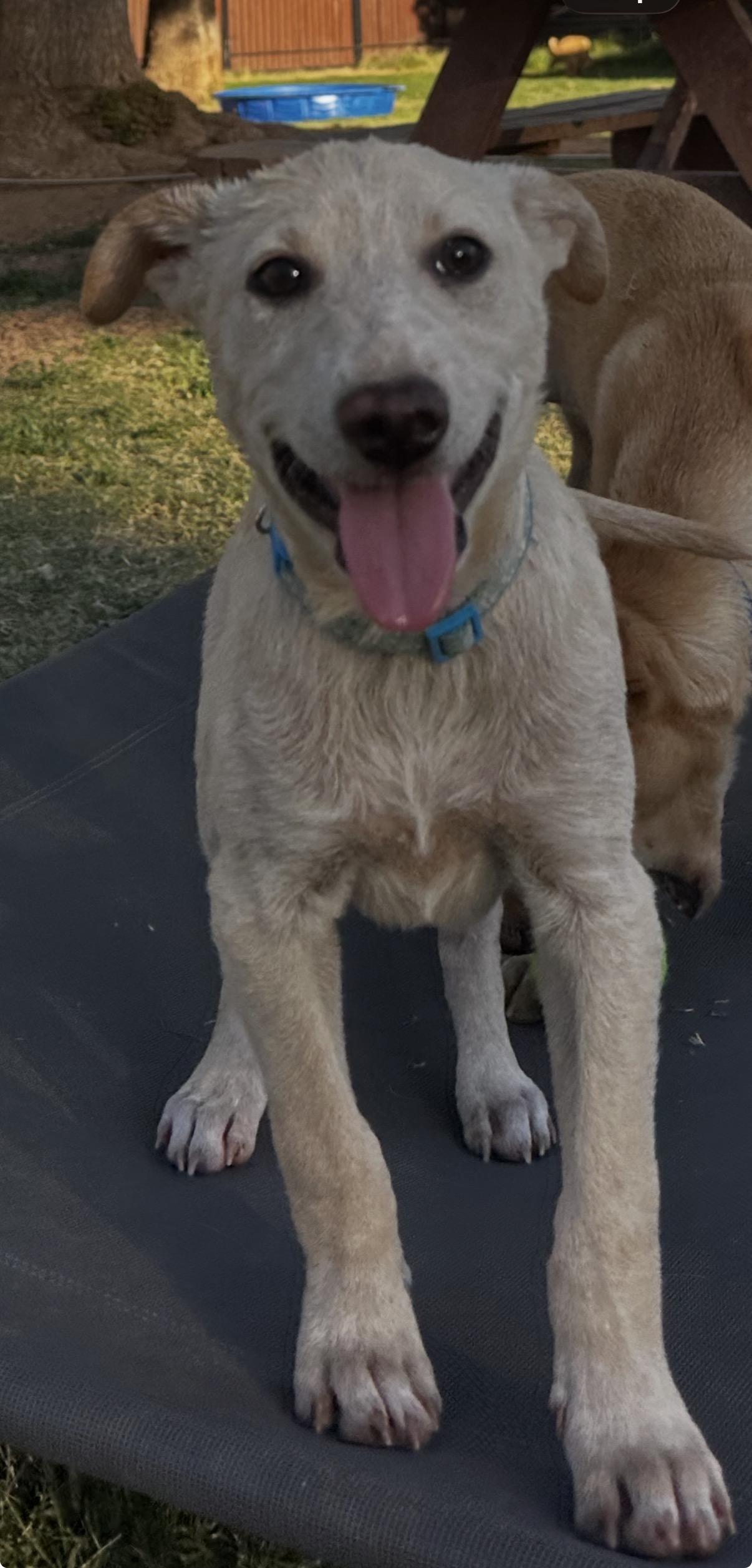 Waylen, a ADOPTABLE mixed breed in Gilbert, AZ image 6/6
