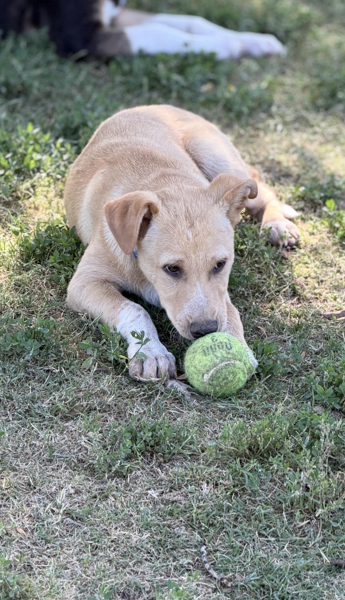 Waylen, a ADOPTABLE mixed breed in Gilbert, AZ image 5/6