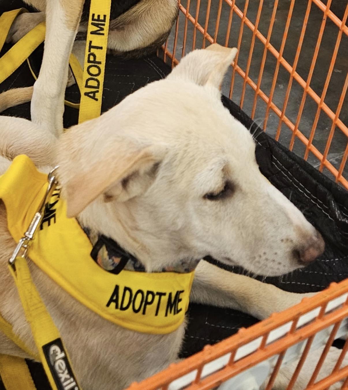 Enlarge Waylen, a ADOPTABLE mixed breed in Gilbert, AZ image 1/6