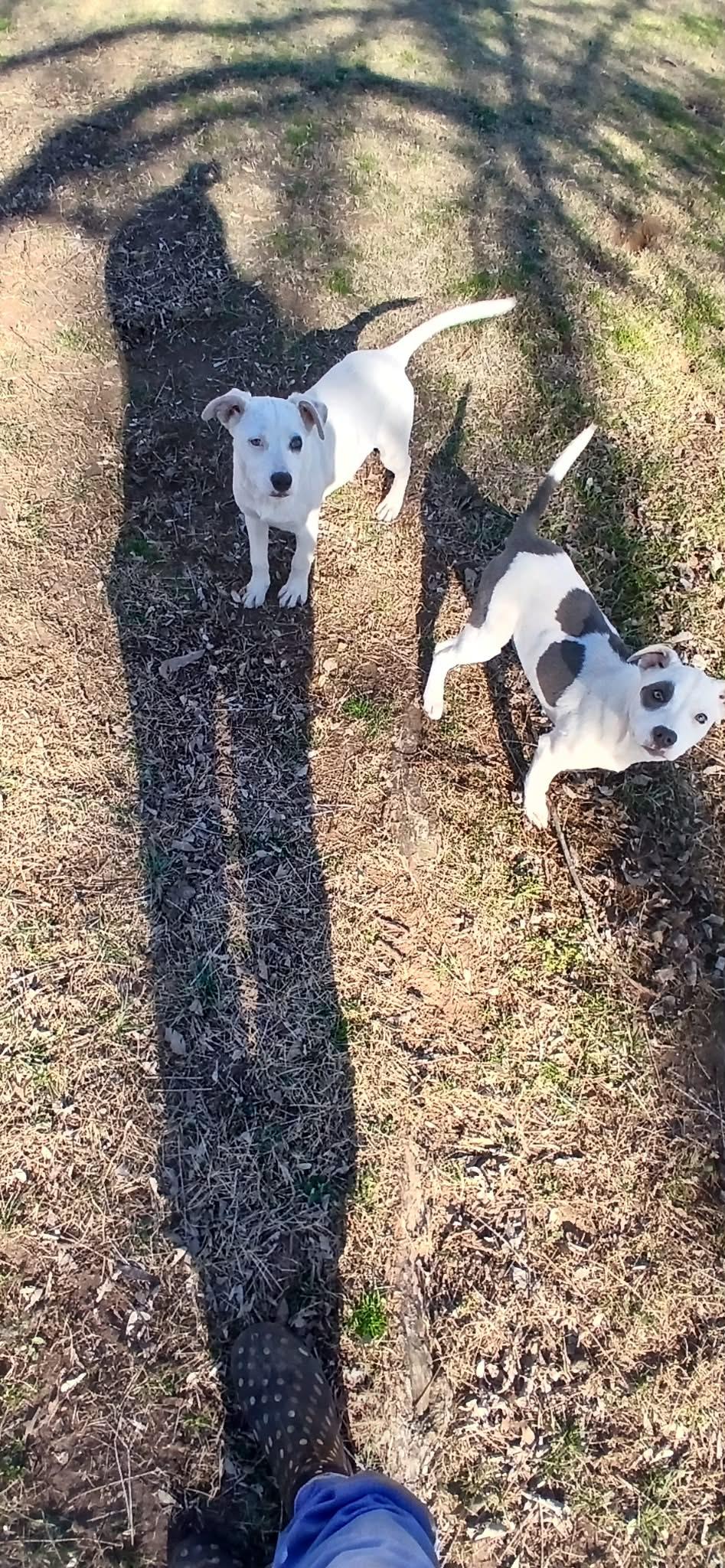 Cagney, ADOPTABLE, Puppy Female Pit Bull Terrier.