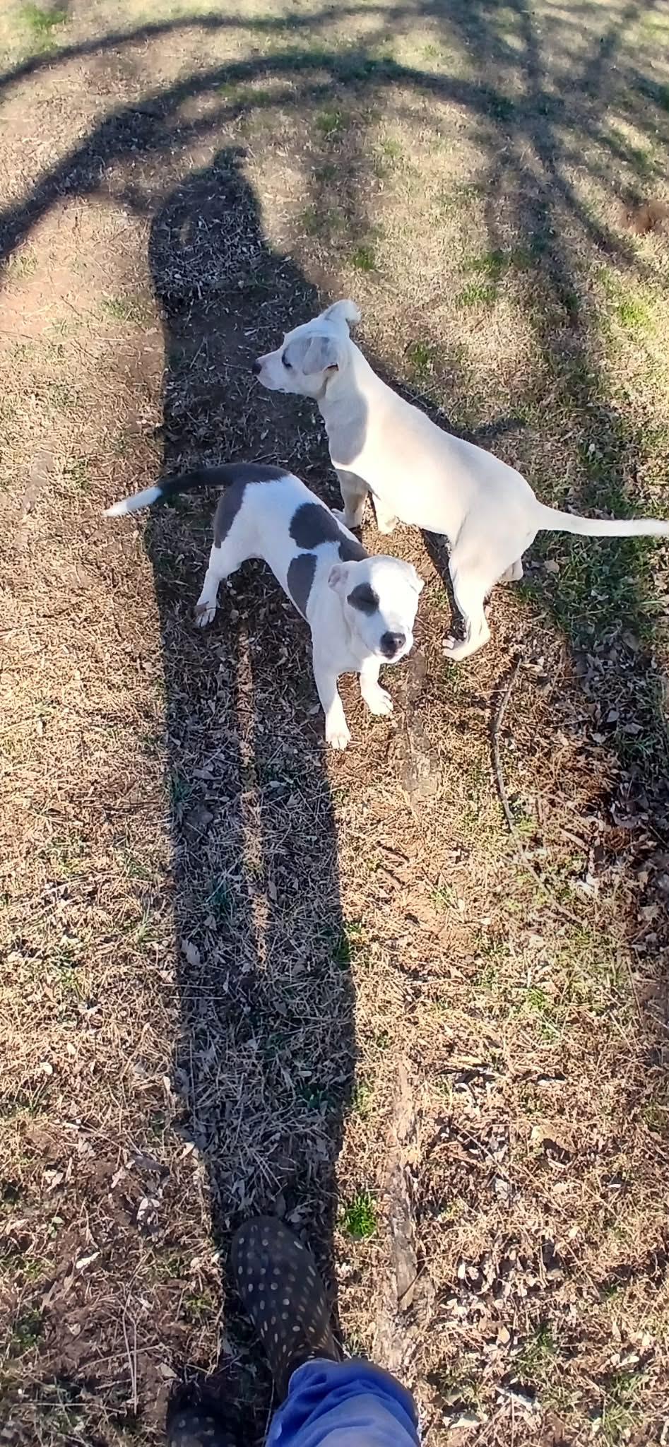 Enlarge Cagney, an adopted mixed breed in Newark valley, NY image 5/5