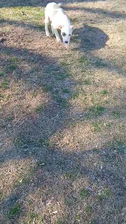 Enlarge Cagney, an adopted mixed breed in Newark valley, NY video 4/5