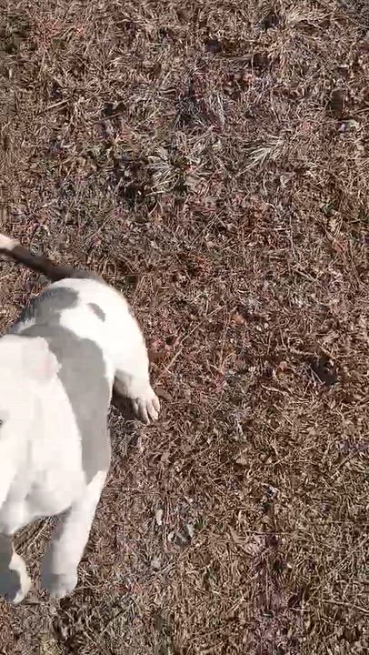 Enlarge Cagney, an adopted mixed breed in Newark valley, NY video 2/5