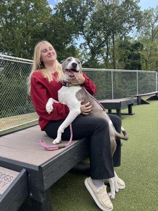 Brooklyn, Adoptable, Senior Female American Staffordshire Terrier & Mixed Breed.