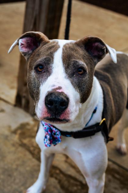 Enlarge Brooklyn, a Adoptable mixed breed in Fishers, IN image 2/3