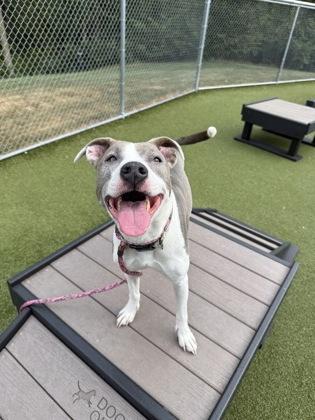 Enlarge Brooklyn, a Adoptable mixed breed in Fishers, IN image 3/3