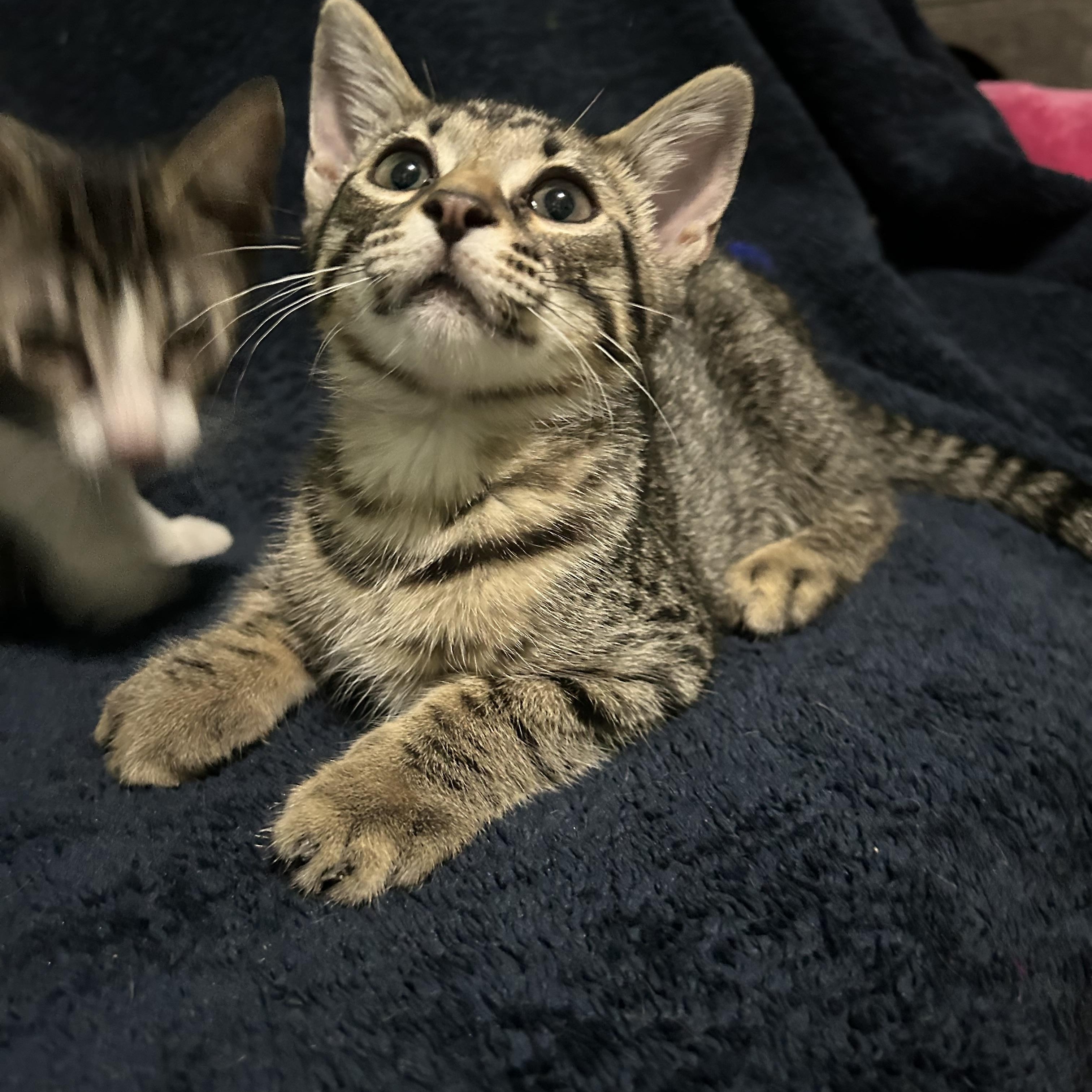 Gordita, an adopted mixed breed in Chattanooga, TN image 6/6