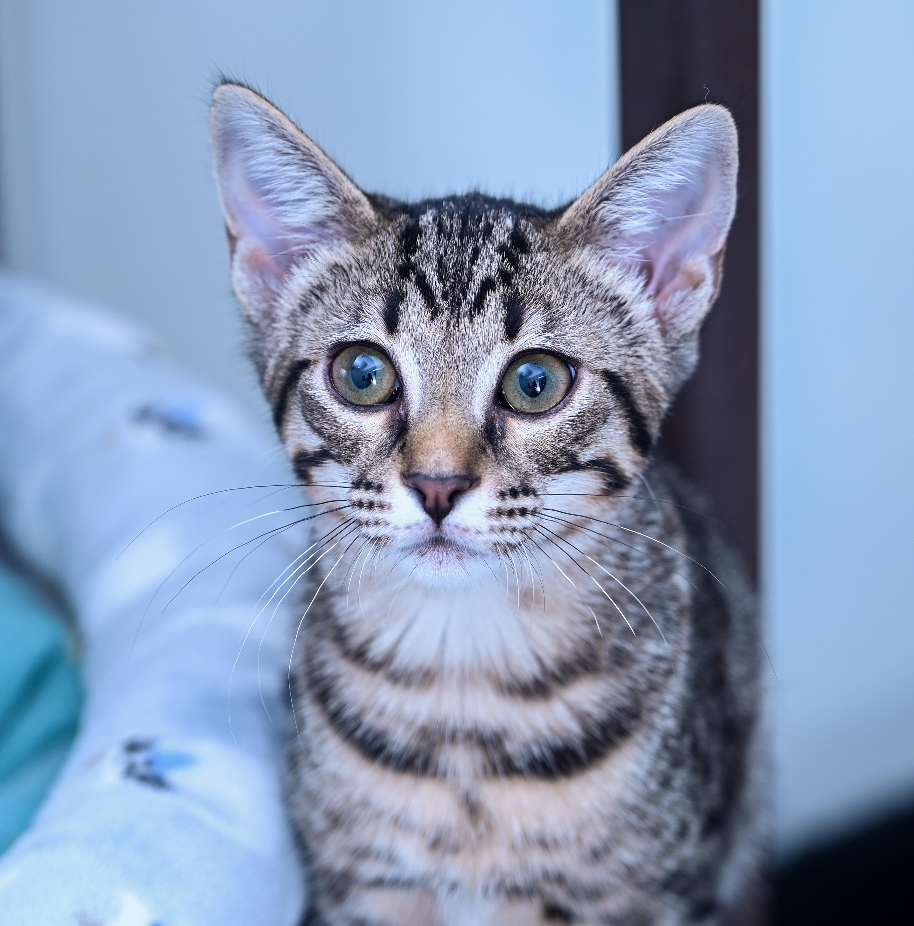Gordita, an adopted mixed breed in Chattanooga, TN image 4/6