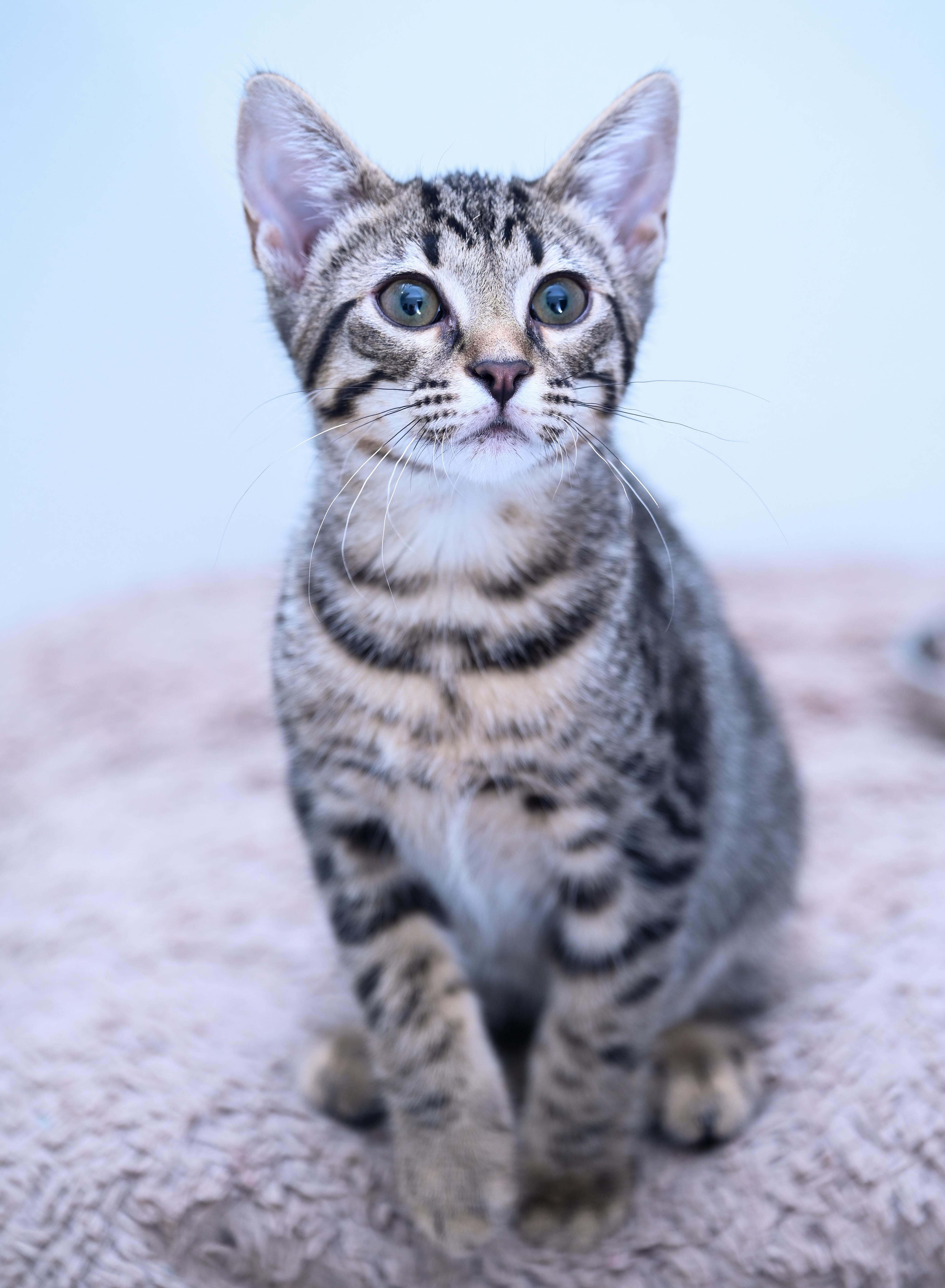 Gordita, an adopted mixed breed in Chattanooga, TN image 2/6