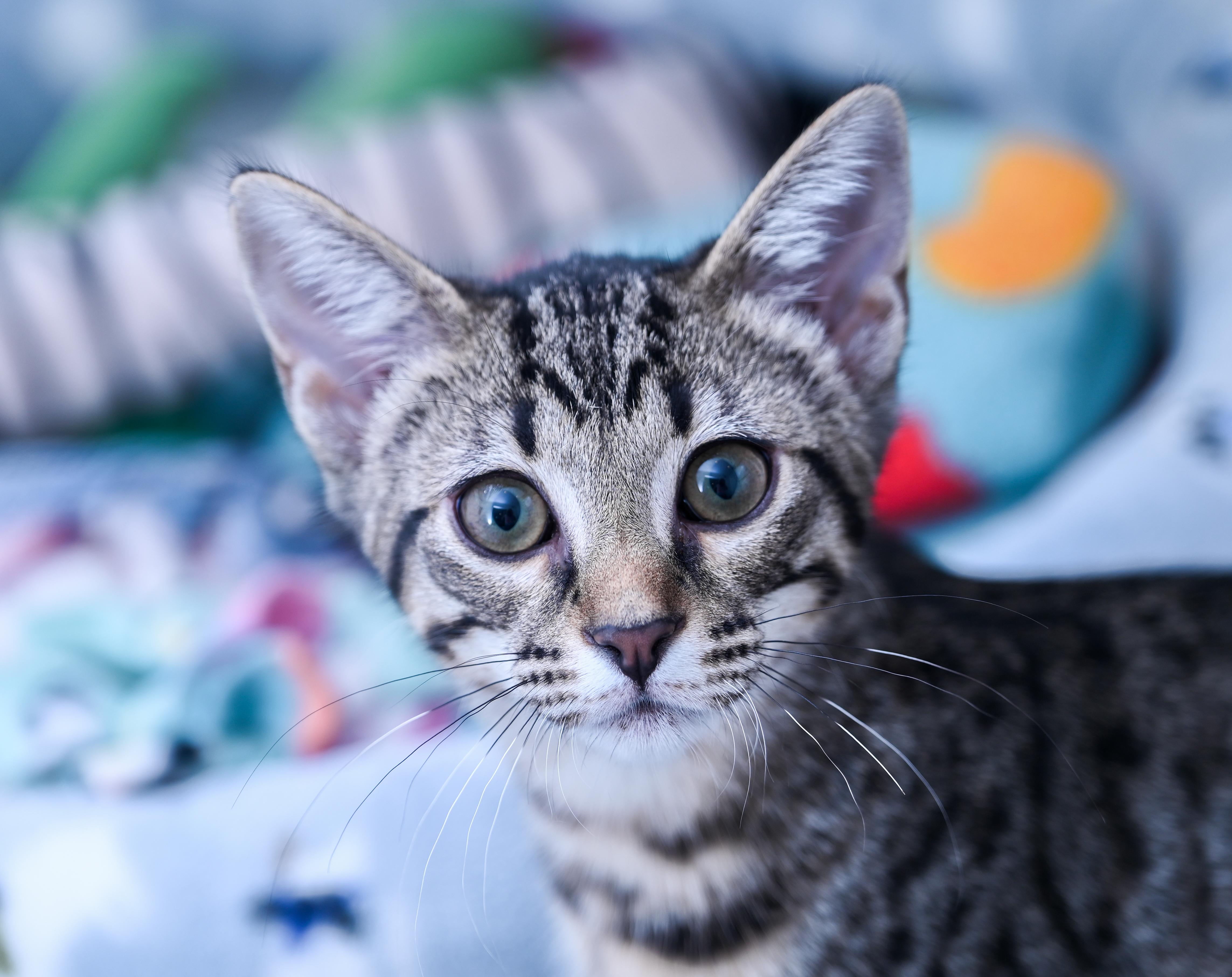 Gordita, an adopted mixed breed in Chattanooga, TN image 3/6