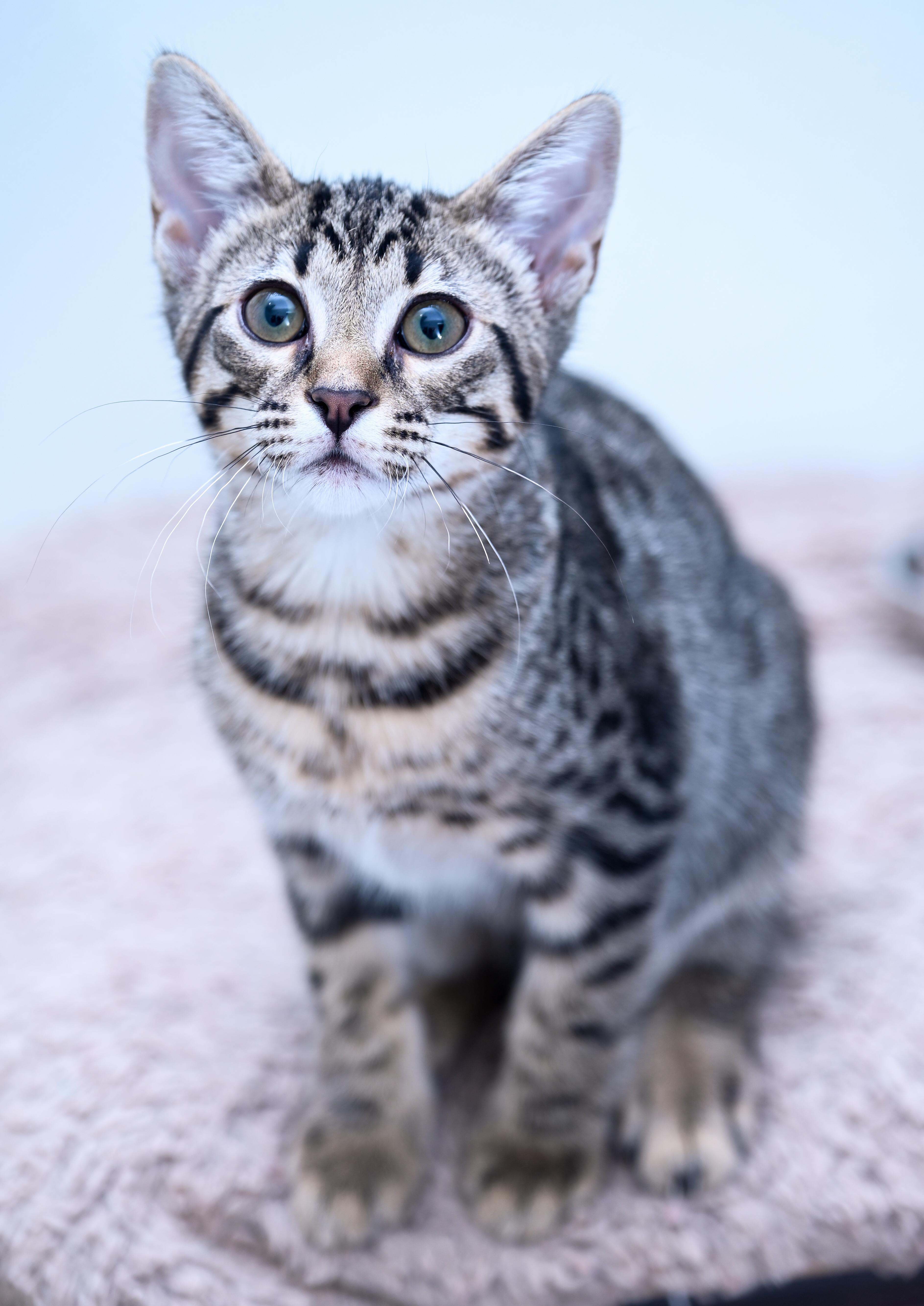 Gordita, adopted, Young Male Tabby & Domestic Short Hair.
