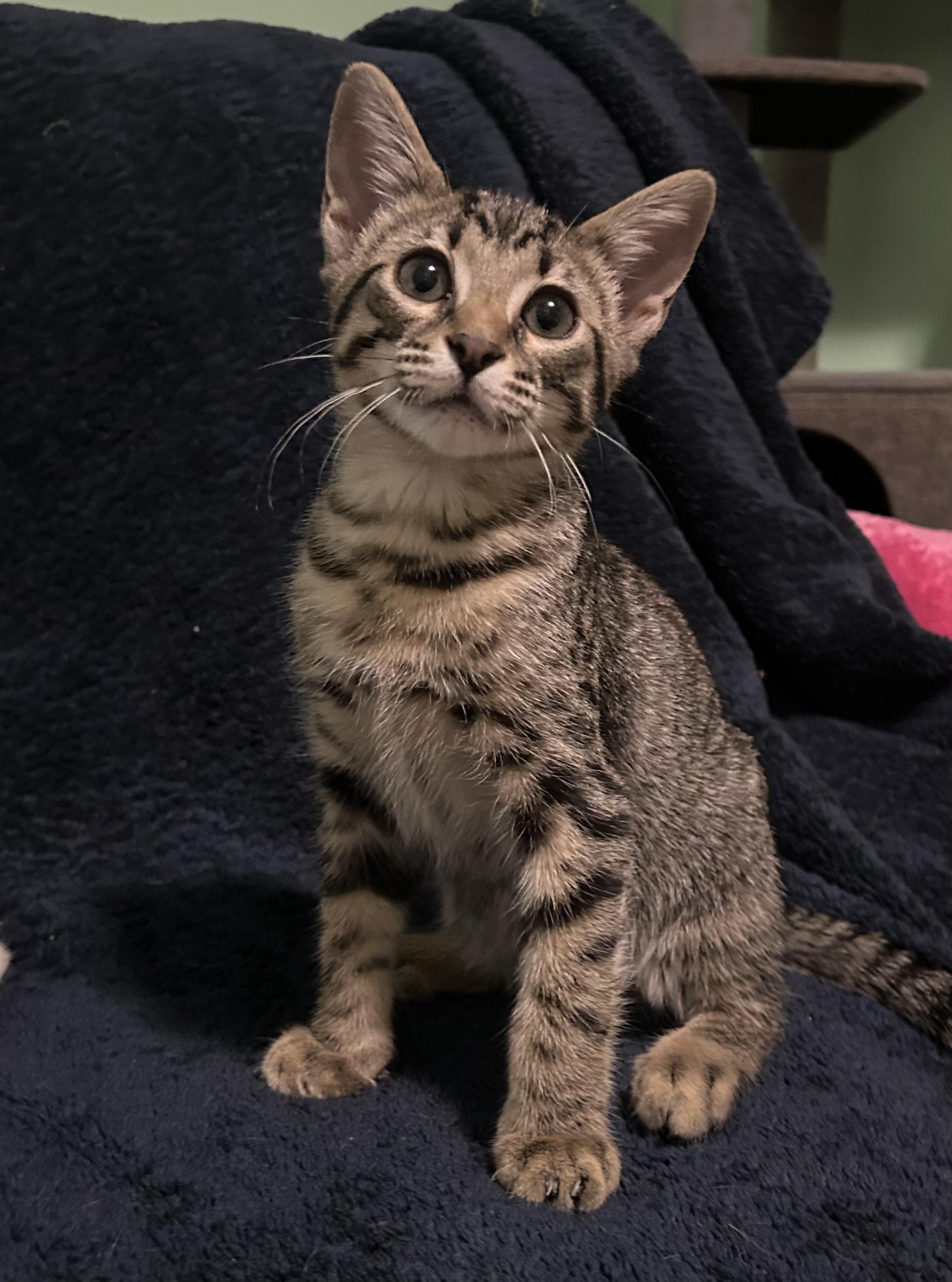 Gordita, an adopted mixed breed in Chattanooga, TN image 5/6