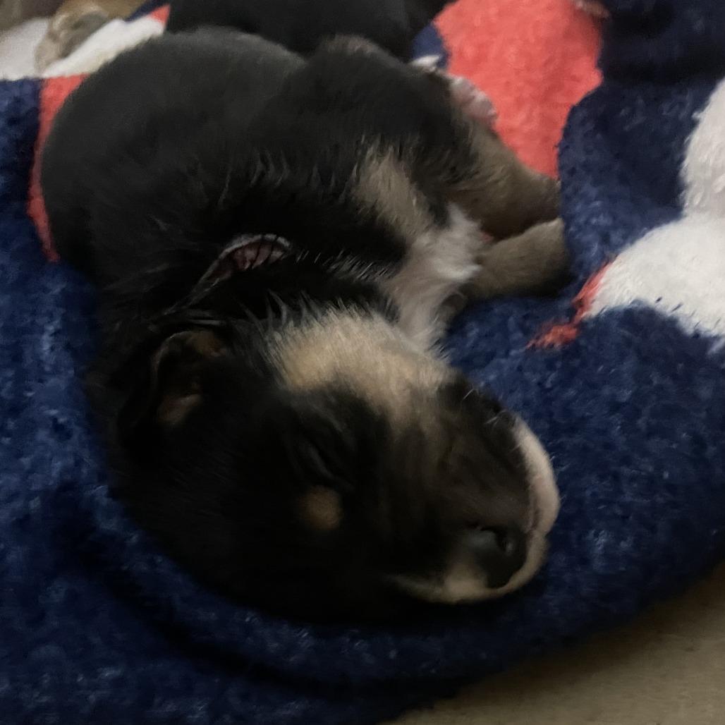 River, Adoptable, Puppy Male Collie.