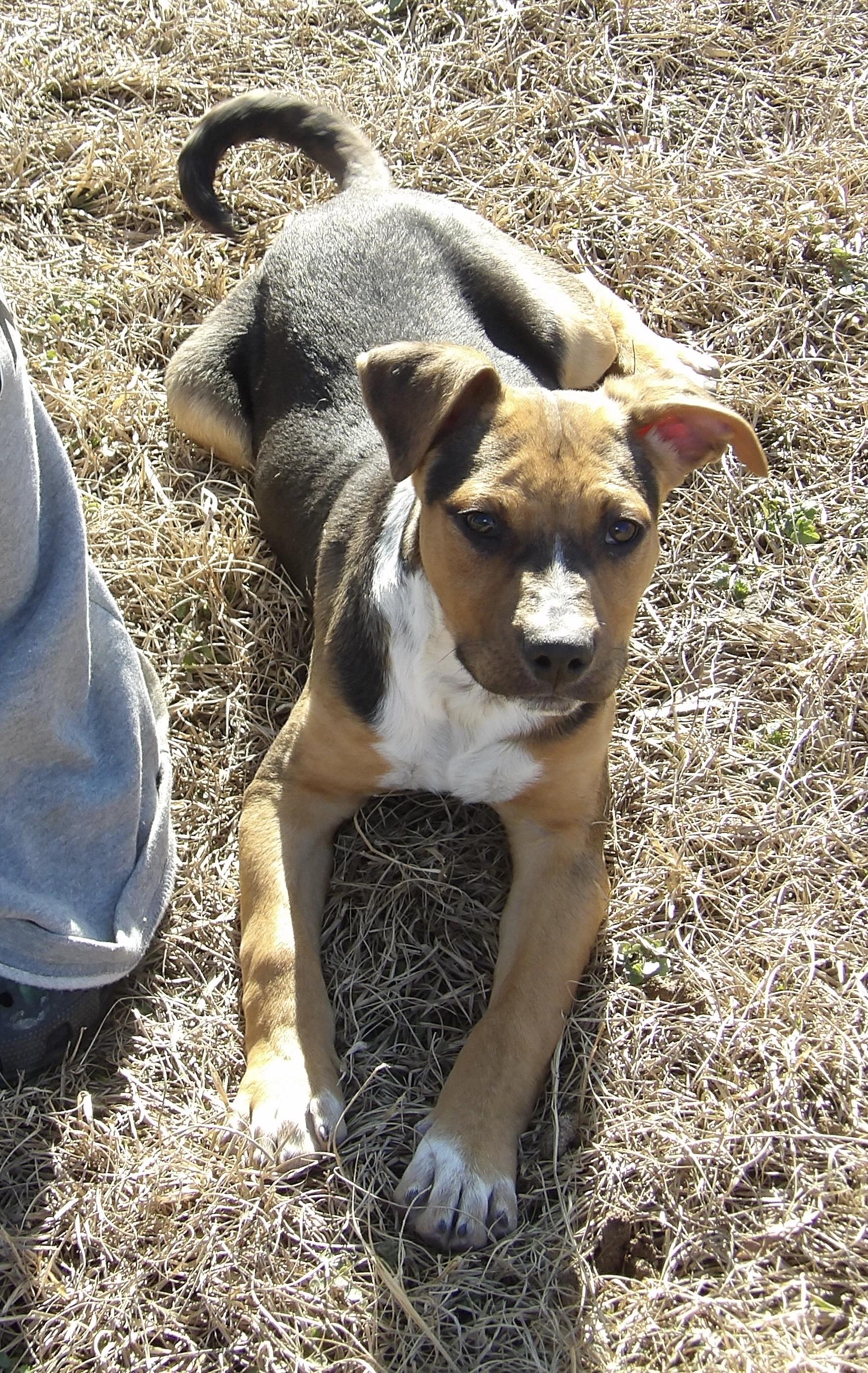 Rowan, Adoptable, Puppy Male Labrador Retriever.