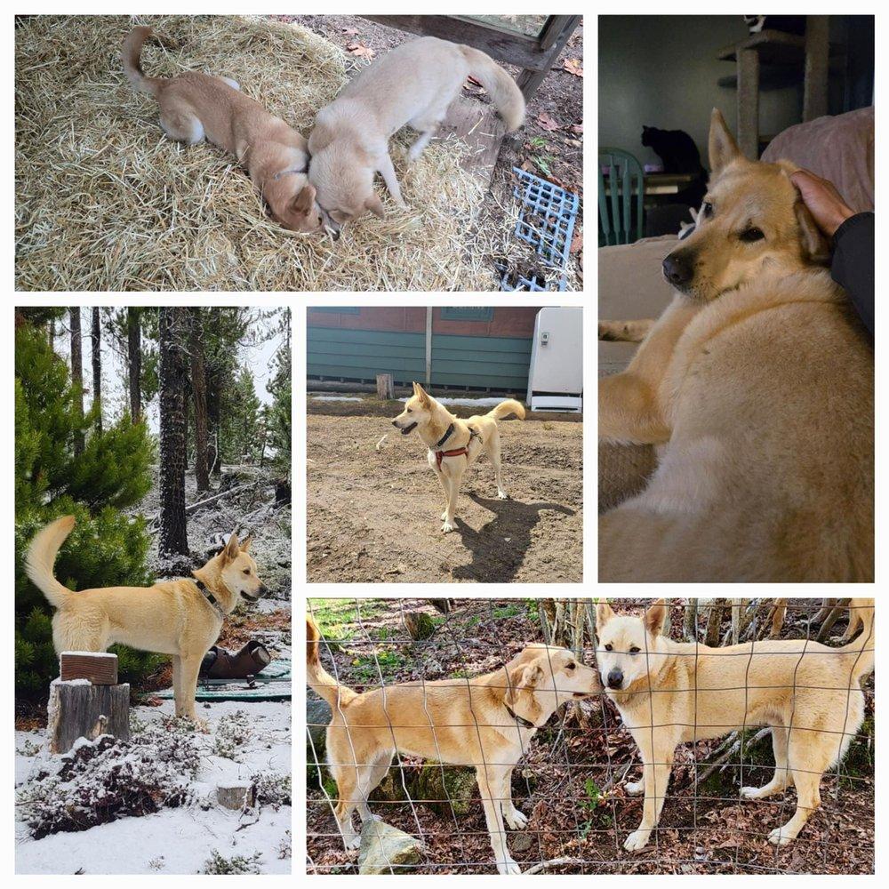 Oogie, Adoptable, Adult Male Shepherd & Husky.
