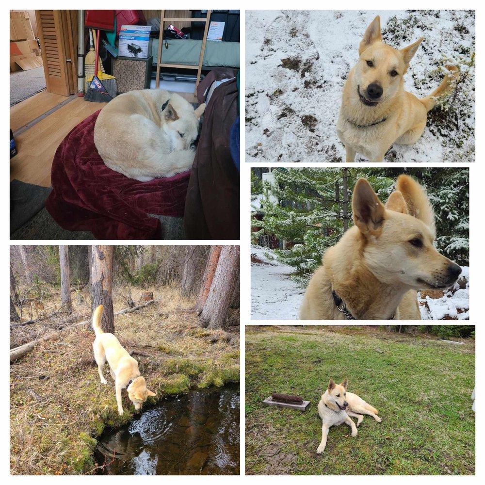 Oogie, an adoptable Shepherd, Husky in Abbotsford, BC, V3G 2L5 | Photo Image 2