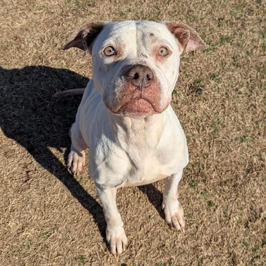 TILLY  Available NOW - ADOPTION or RESCUE!, Adoptable, Adult Female Mixed Breed.