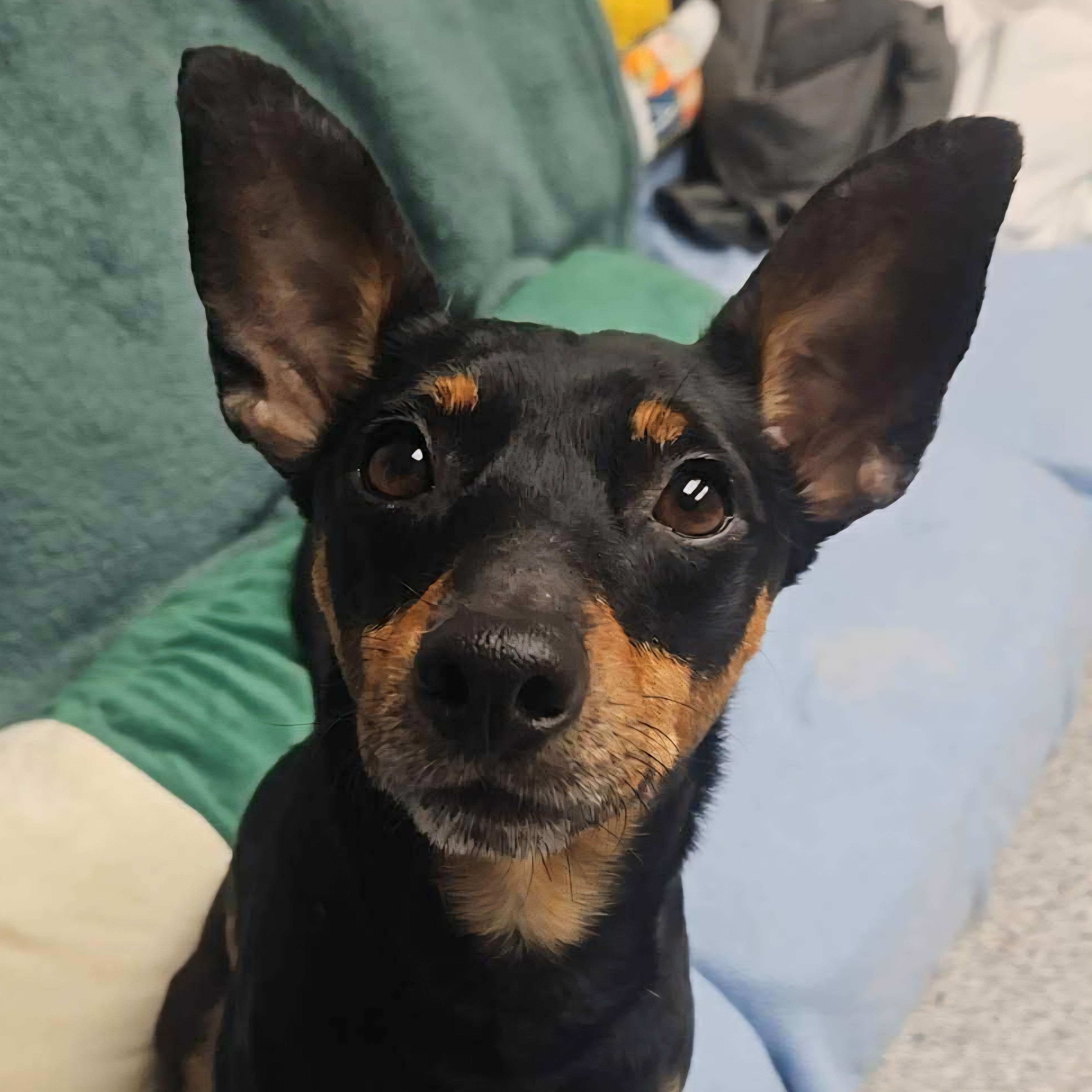 Enlarge Gherkin, a ADOPTABLE mixed breed in Normal, IL image 5/6