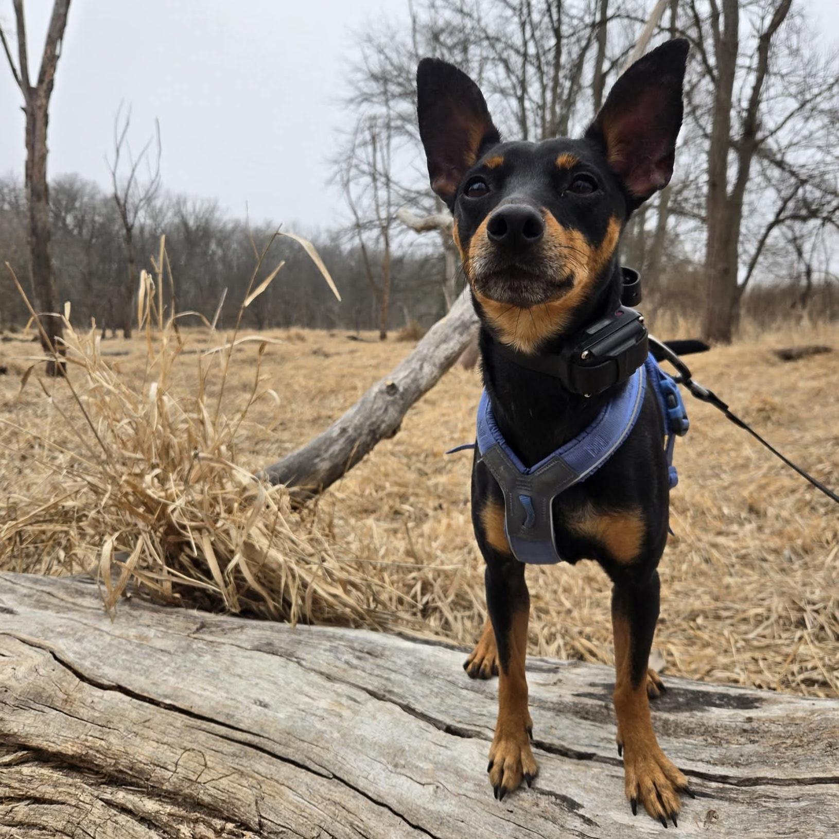 Enlarge Gherkin, a ADOPTABLE mixed breed in Normal, IL image 6/6