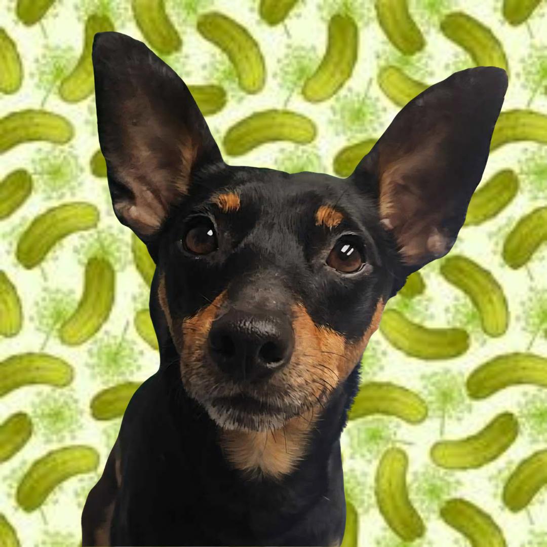 Enlarge Gherkin, a ADOPTABLE mixed breed in Normal, IL image 1/6