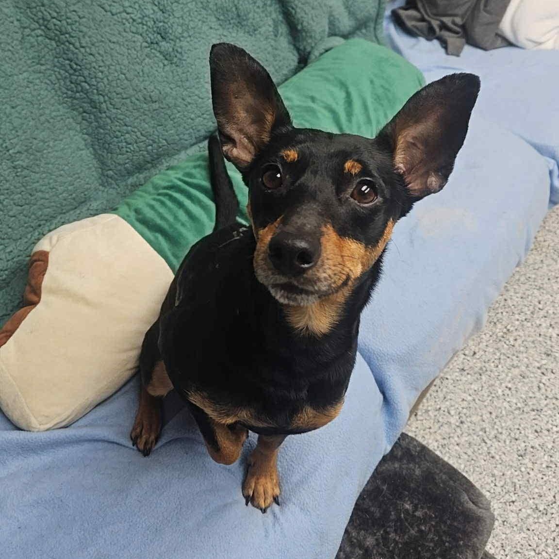 Enlarge Gherkin, a ADOPTABLE mixed breed in Normal, IL image 3/6