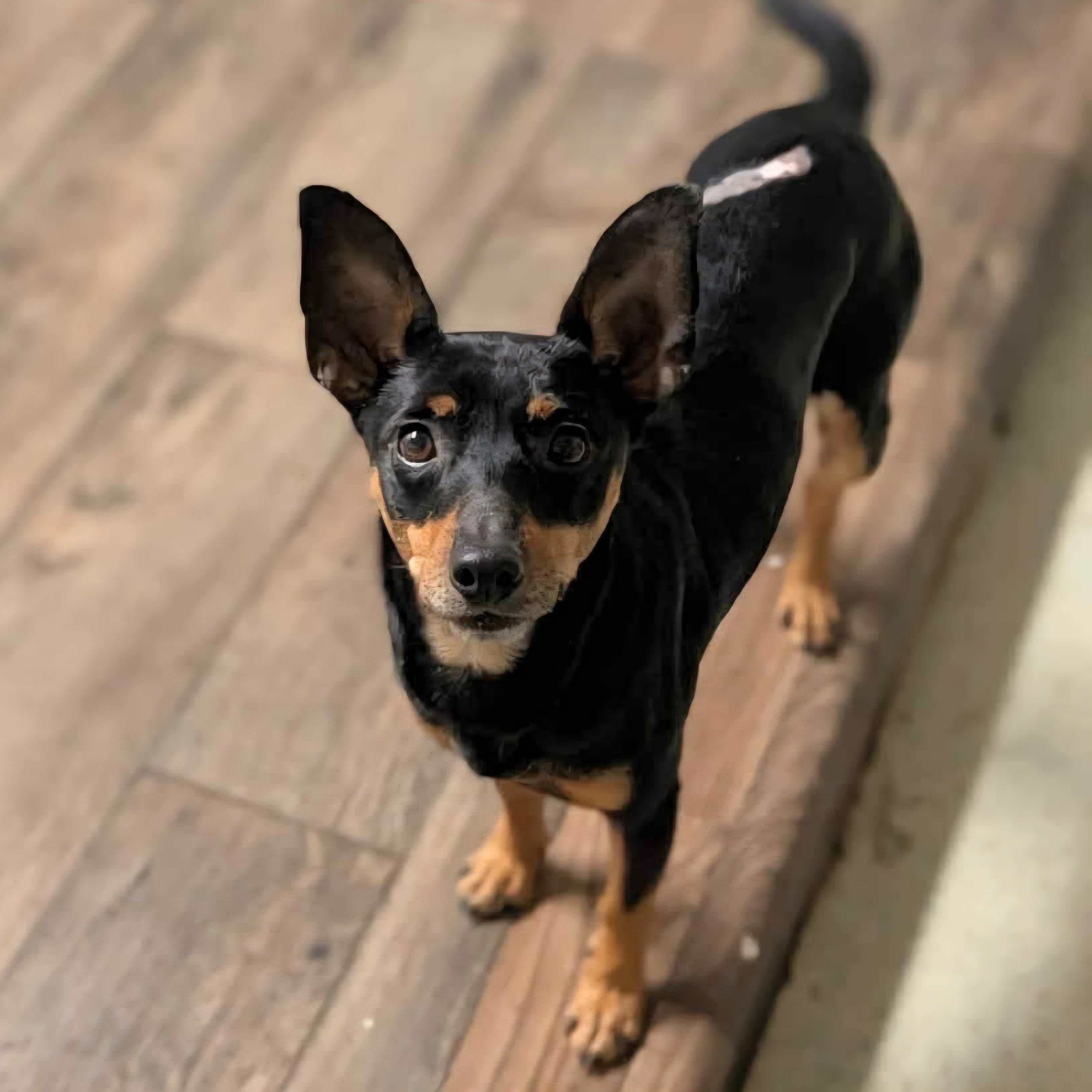 Enlarge Gherkin, a ADOPTABLE mixed breed in Normal, IL image 6/6