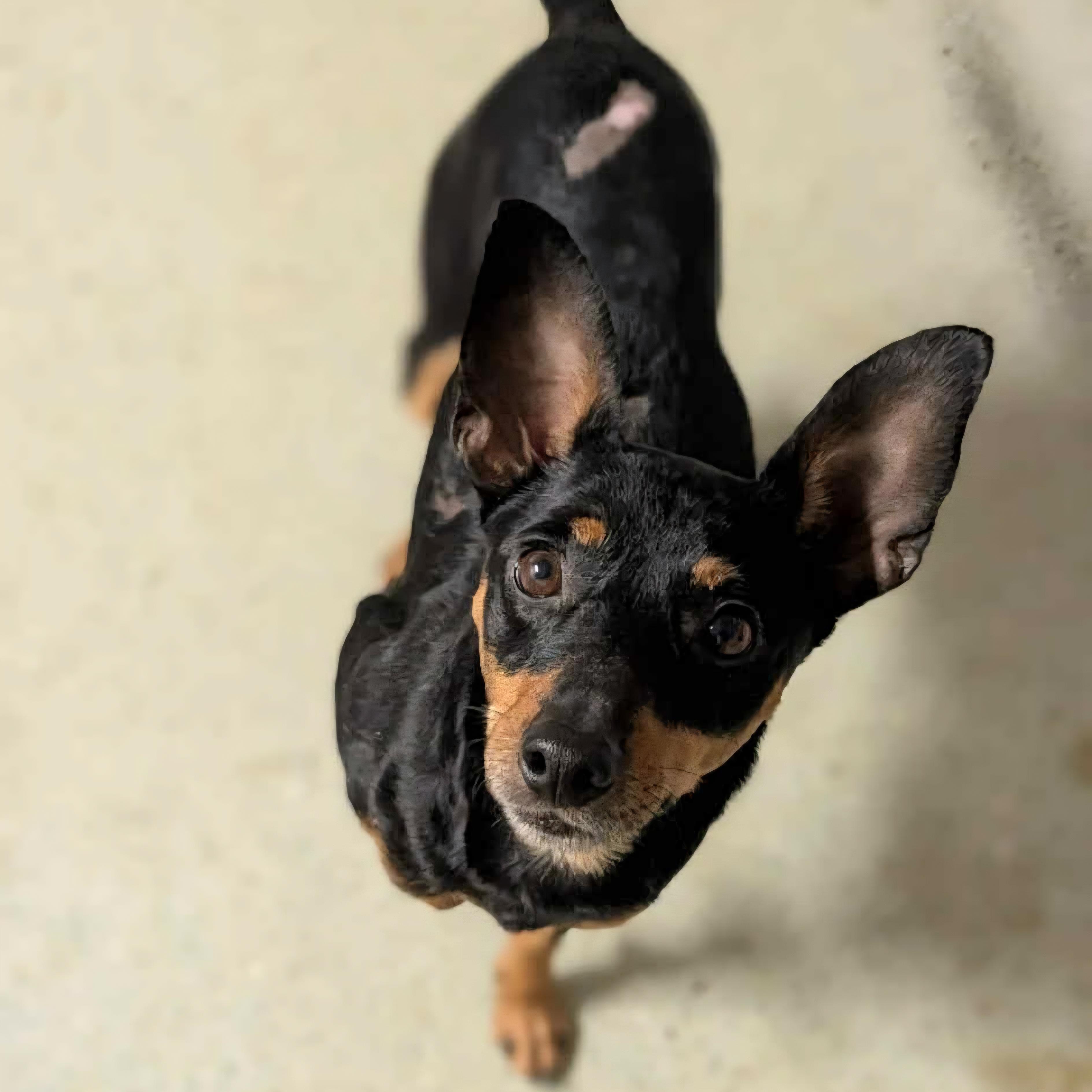 Enlarge Gherkin, a ADOPTABLE mixed breed in Normal, IL image 4/6