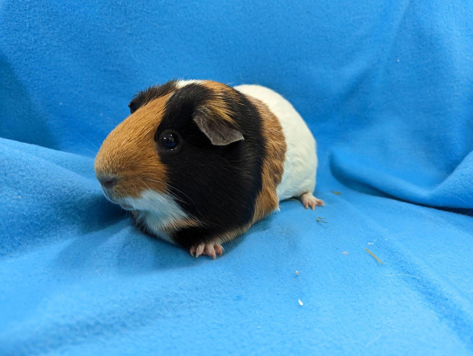 Gibbs & Jenny, a Adopted Guinea Pig in Baton Rouge, LA image 1/3