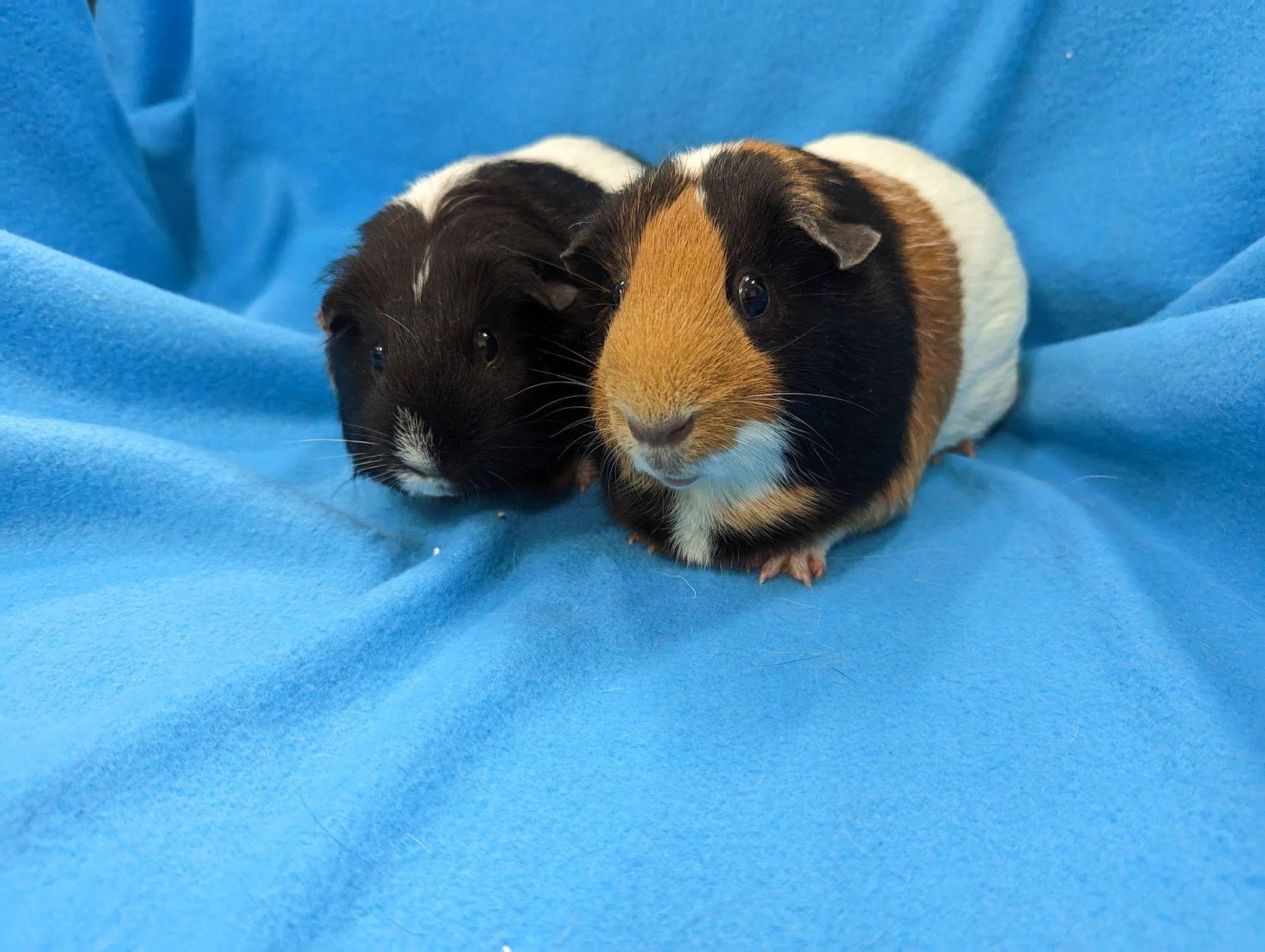 Gibbs & Jenny, a Adopted Guinea Pig in Baton Rouge, LA image 2/3