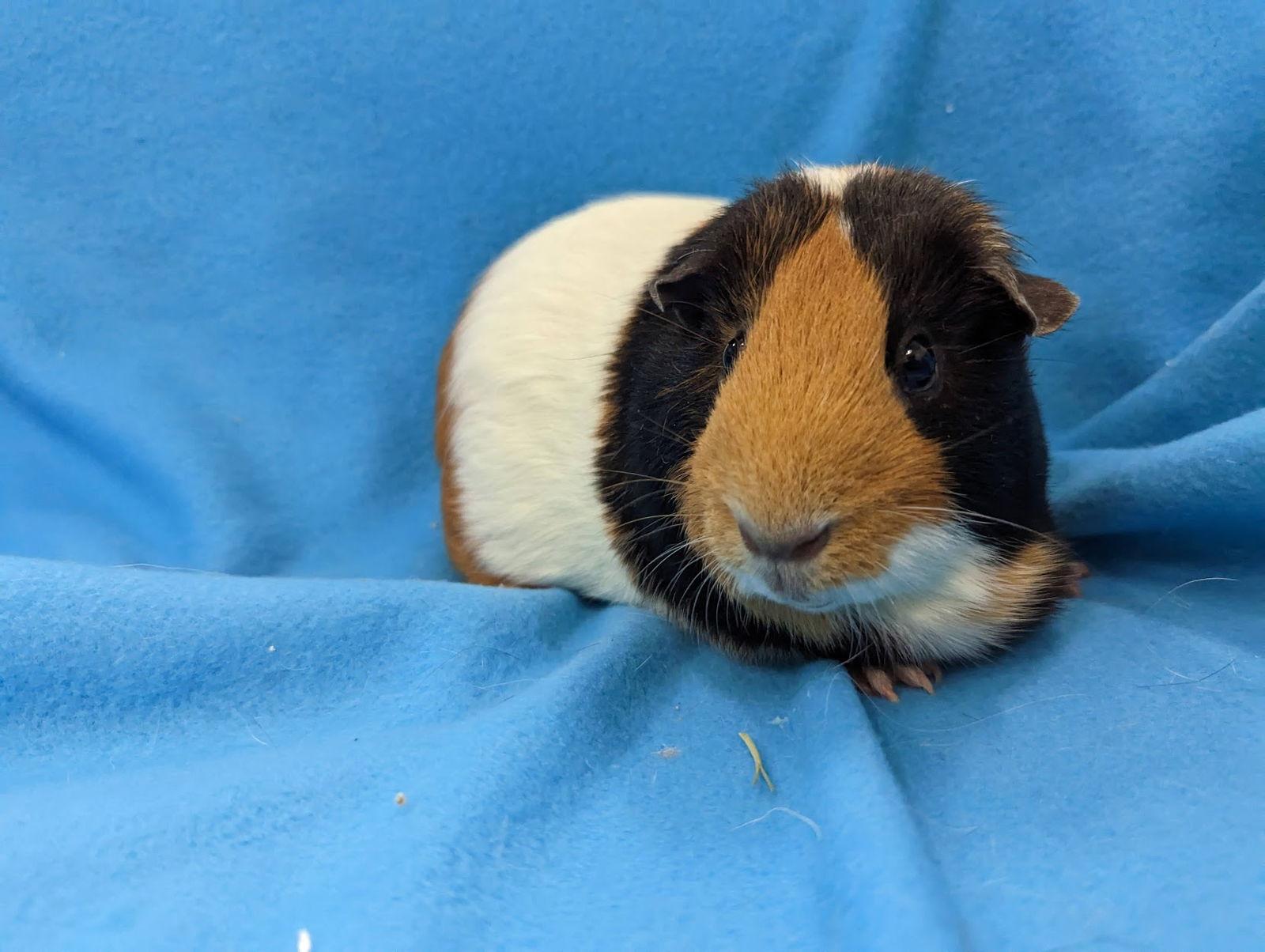 Gibbs & Jenny, a Adopted Guinea Pig in Baton Rouge, LA image 3/3