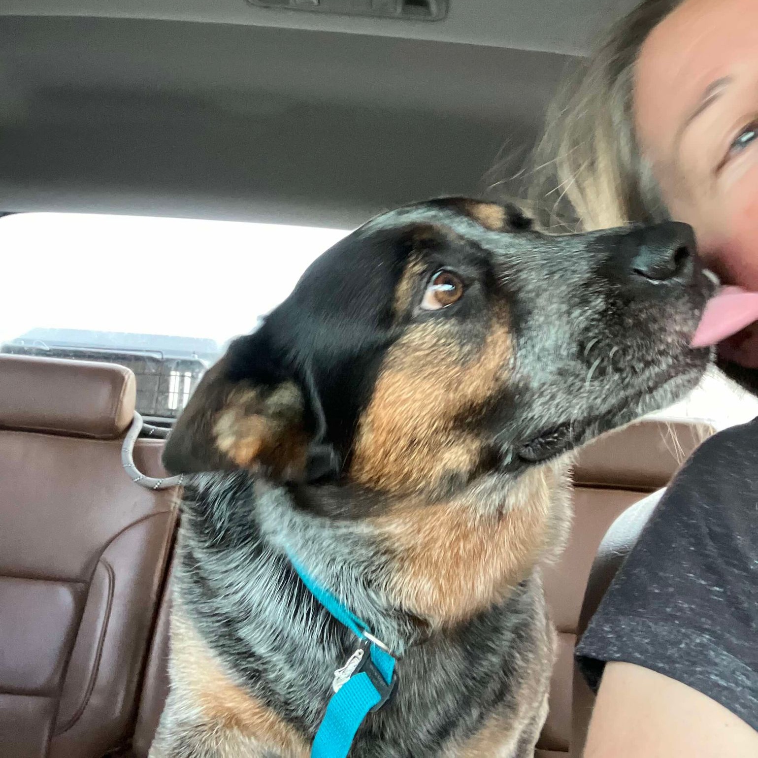 Mikey, a Adoptable Australian Cattle Dog / Blue Heeler in Cumberland , RI image 5/6