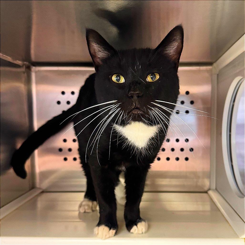 Douglass, Adoptable, Young Male Domestic Short Hair.