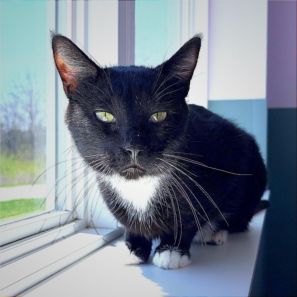 Enlarge Douglass, a Adoptable Domestic Short Hair in Hannibal, MO image 3/6